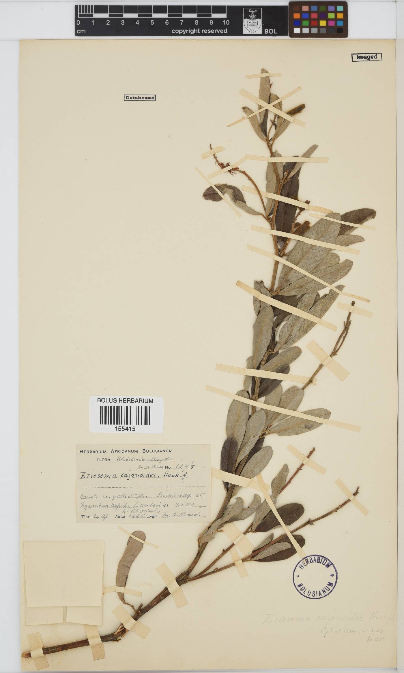 Eriosema psoraleoides image