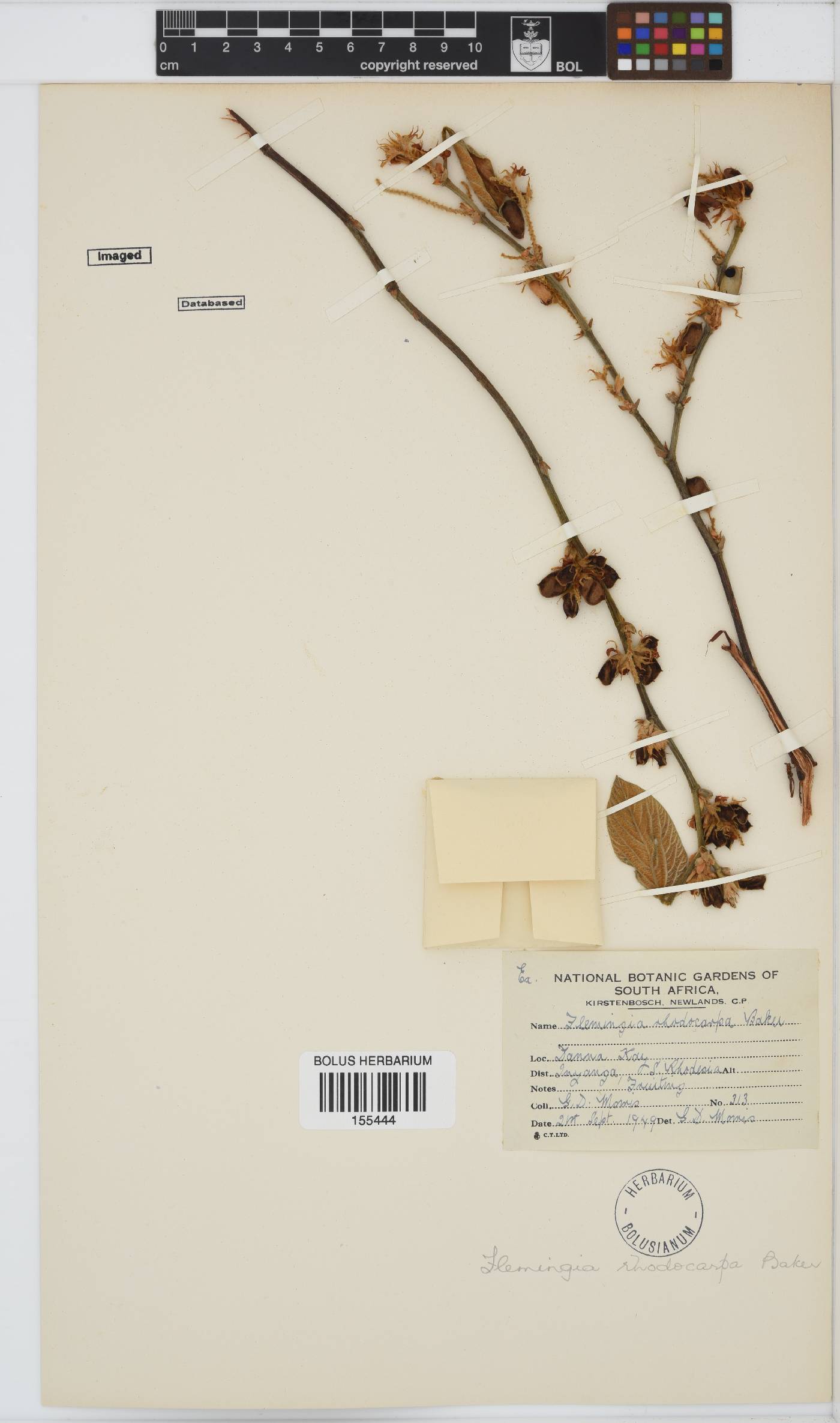 Flemingia grahamiana image