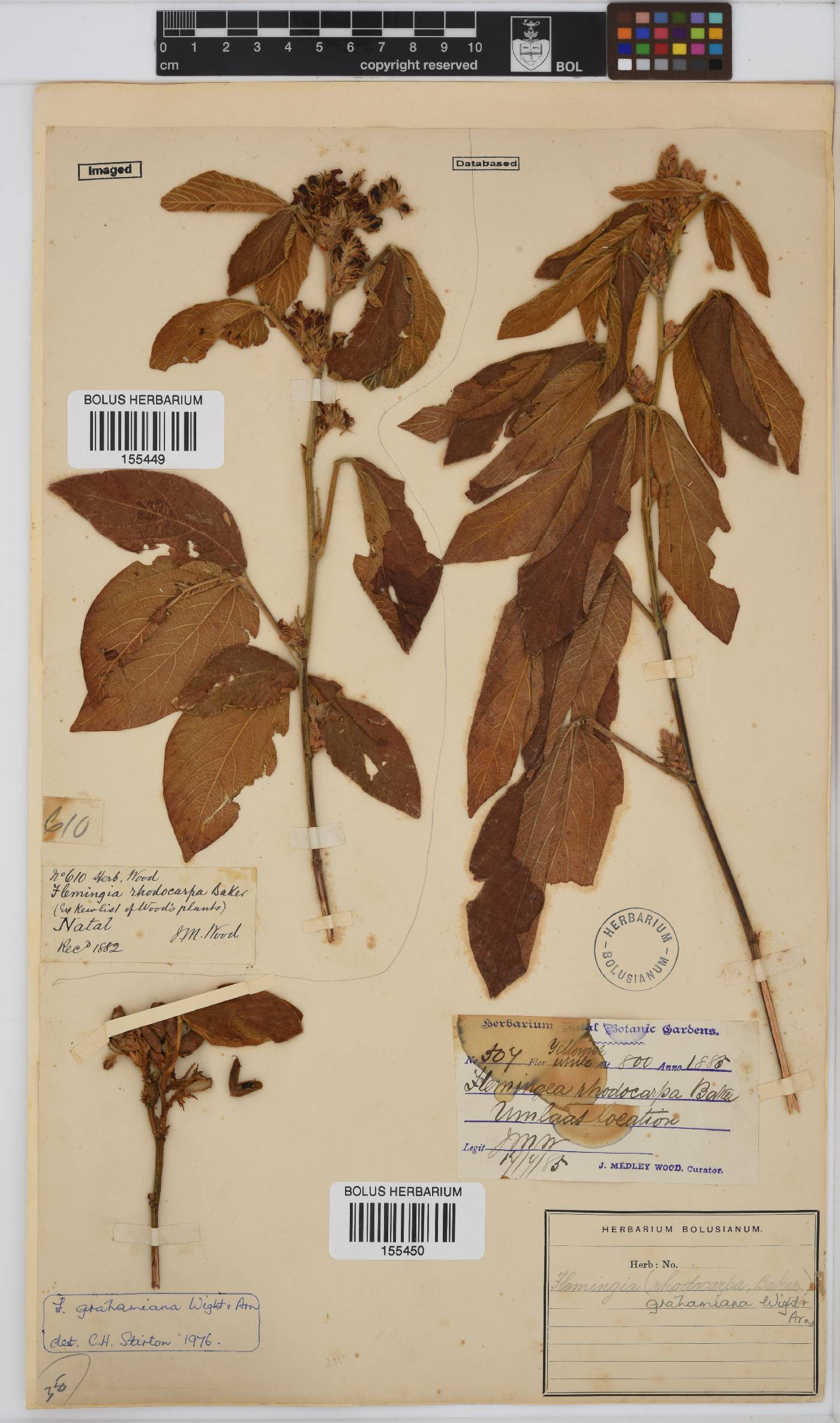 Flemingia grahamiana image