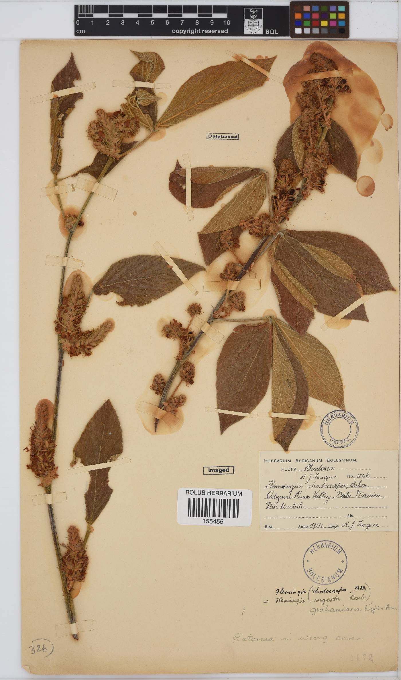 Flemingia grahamiana image