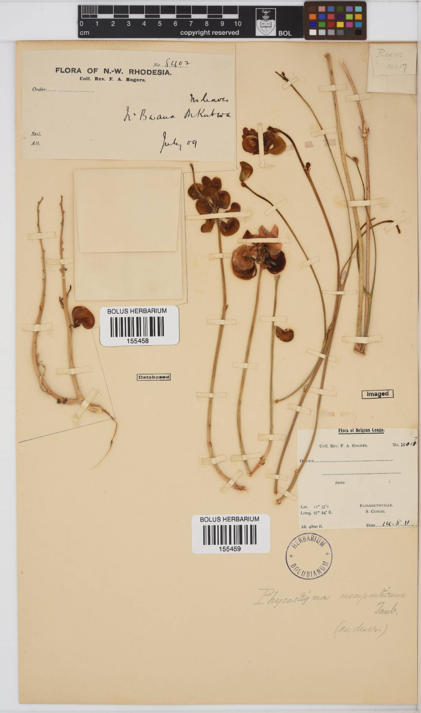 Physostigma image