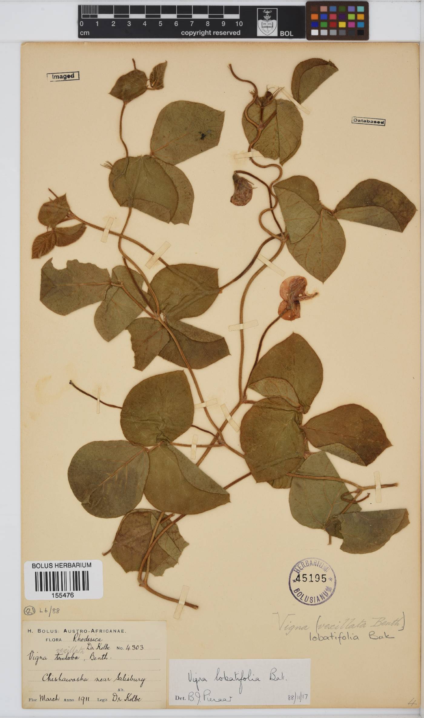 Vigna vexillata var. lobatifolia image