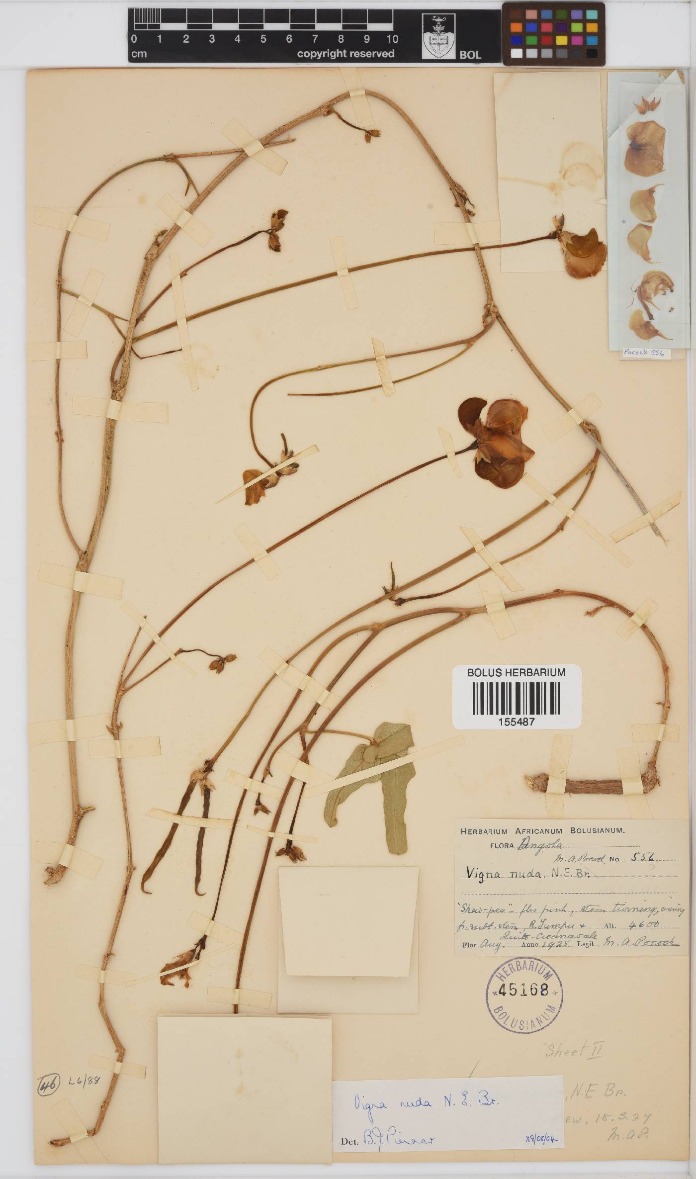 Vigna nuda image
