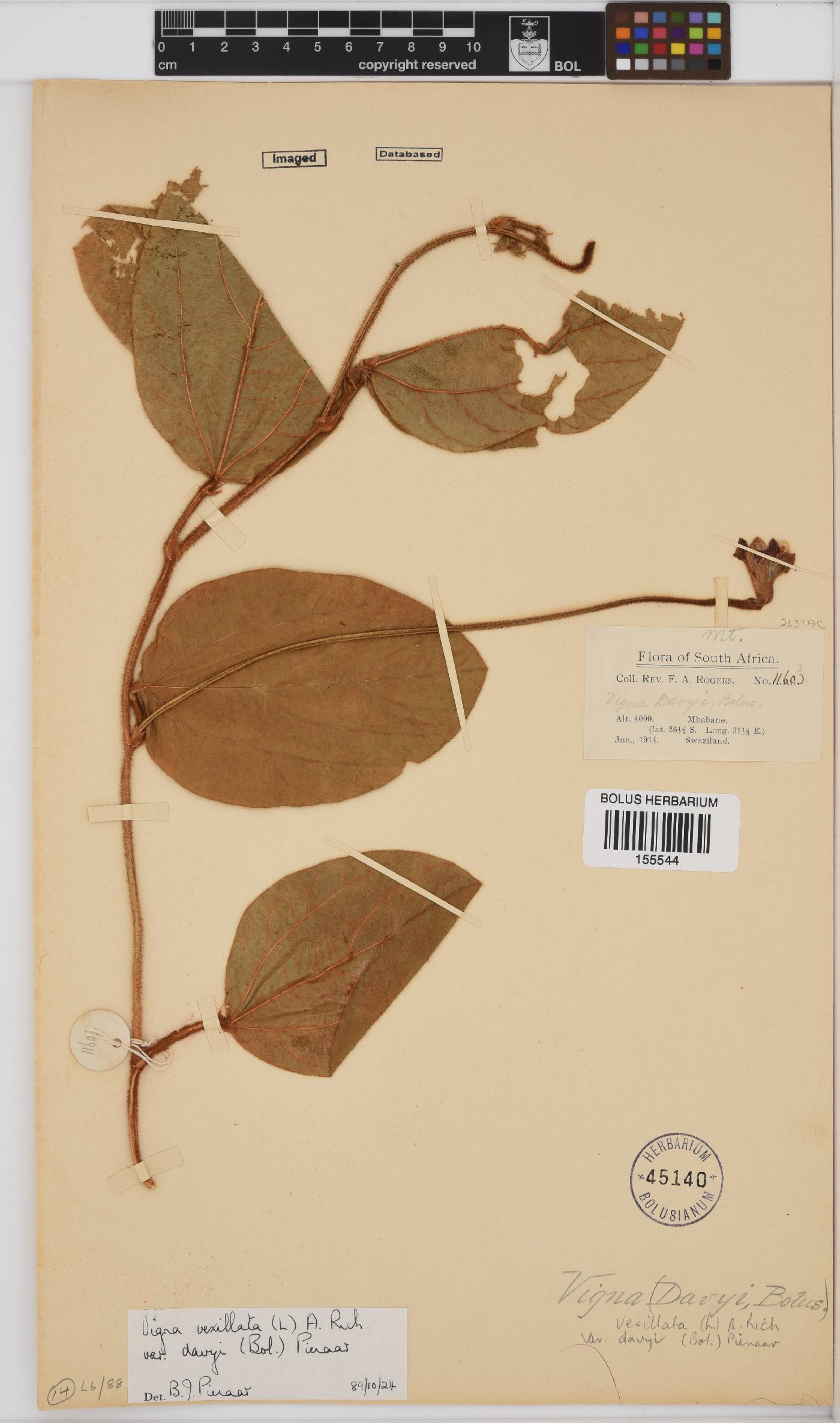 Vigna vexillata var. davyi image