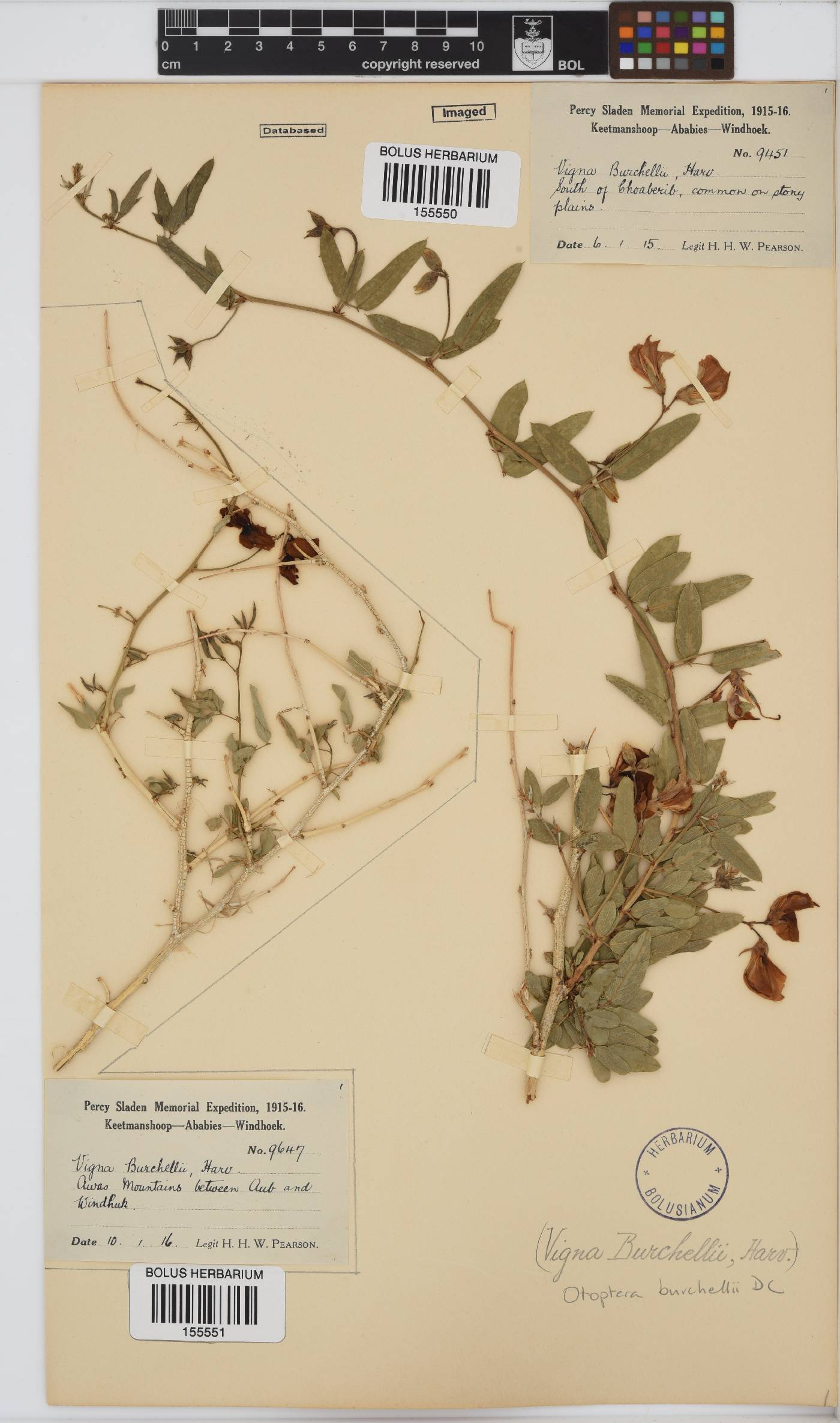 Otoptera burchellii image