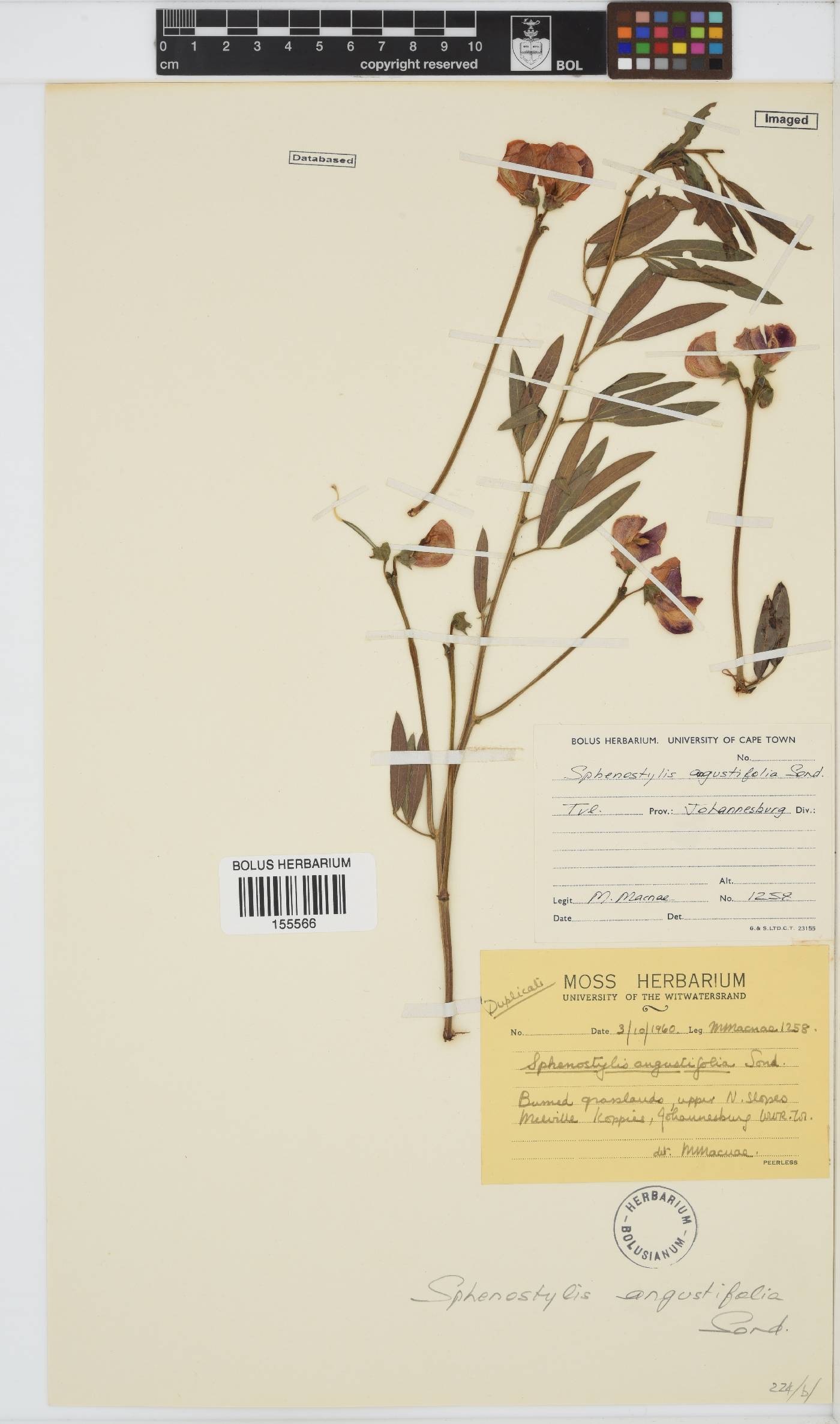 Sphenostylis angustifolia image