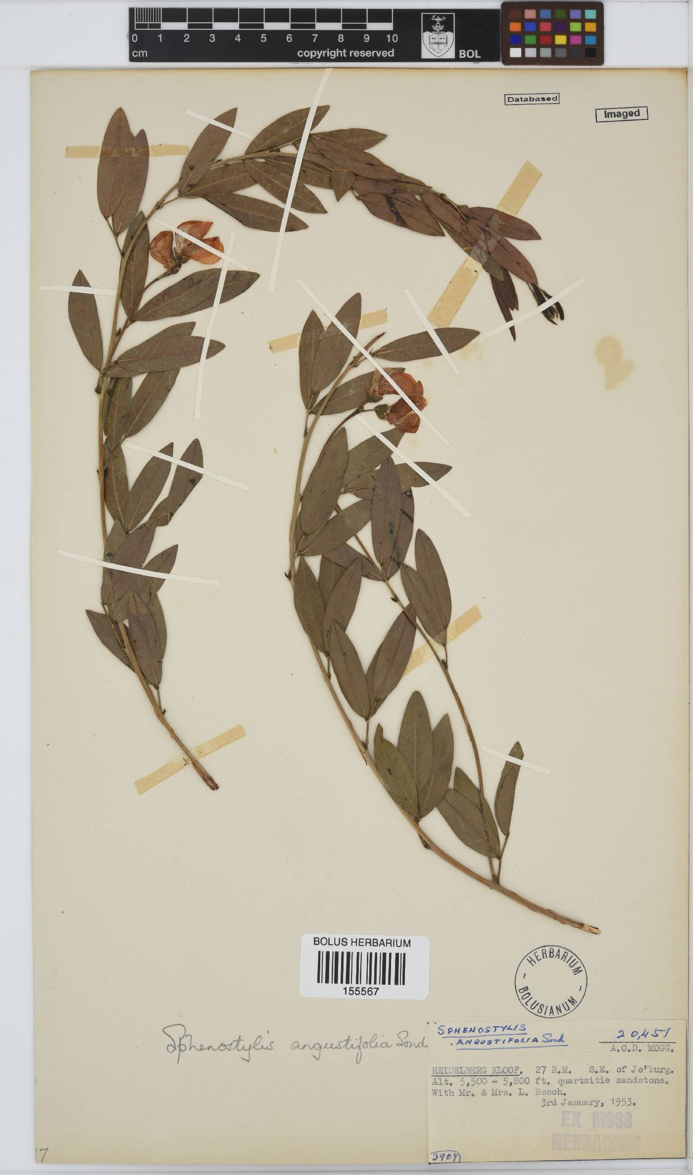 Sphenostylis angustifolia image