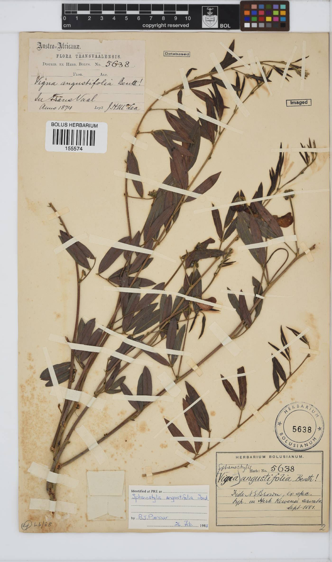 Sphenostylis angustifolia image