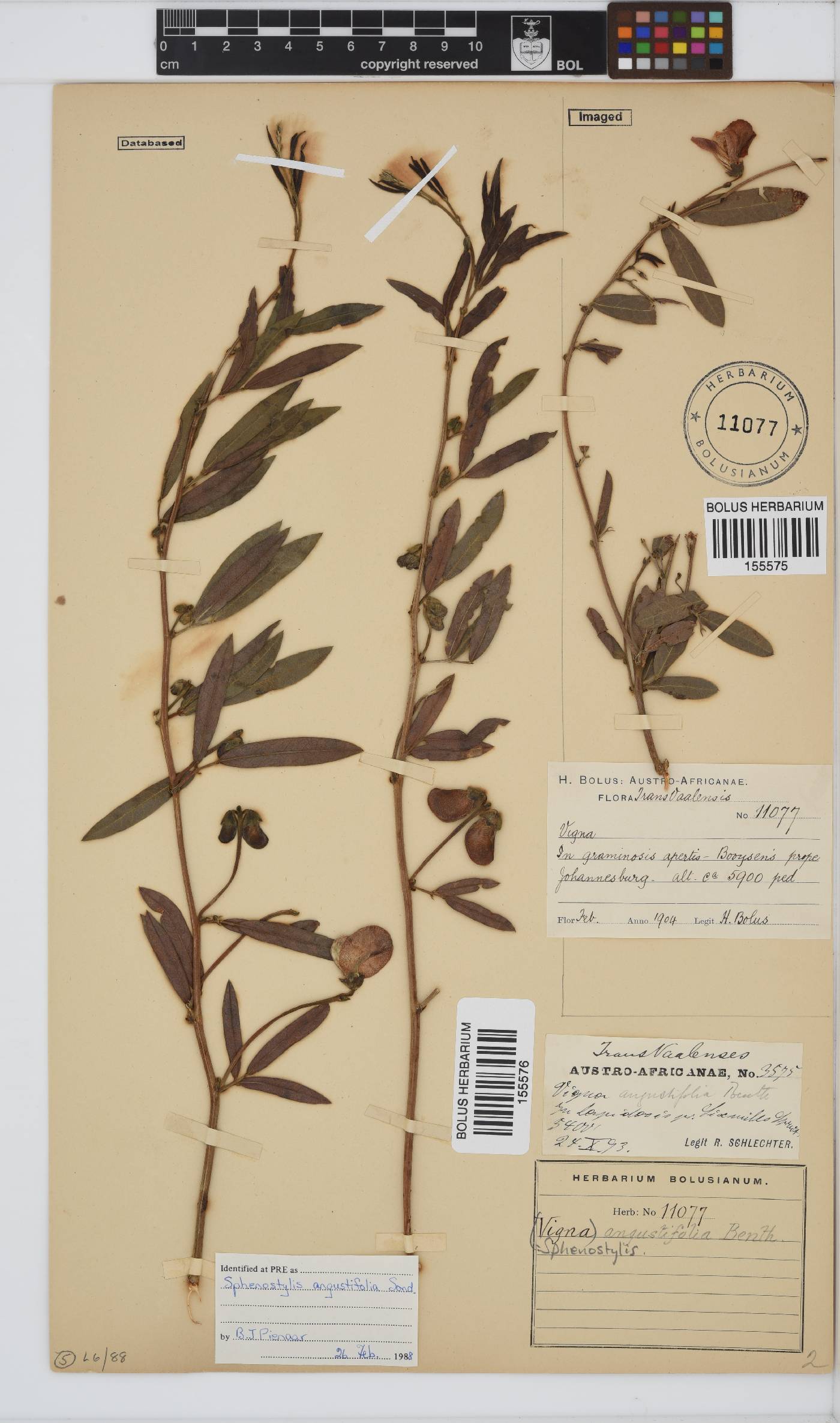 Sphenostylis angustifolia image