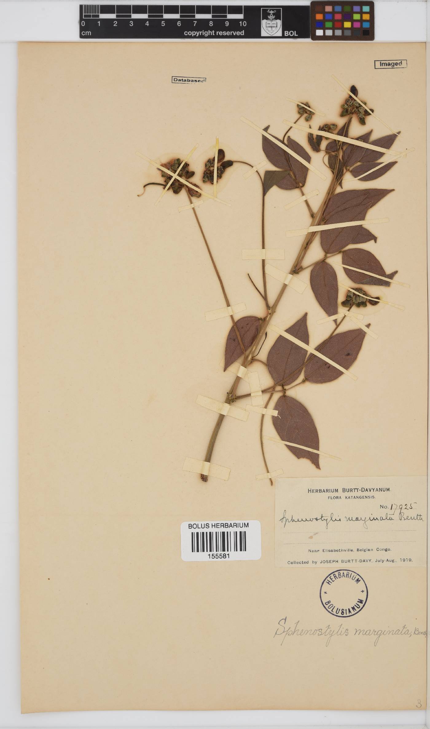 Sphenostylis marginata image