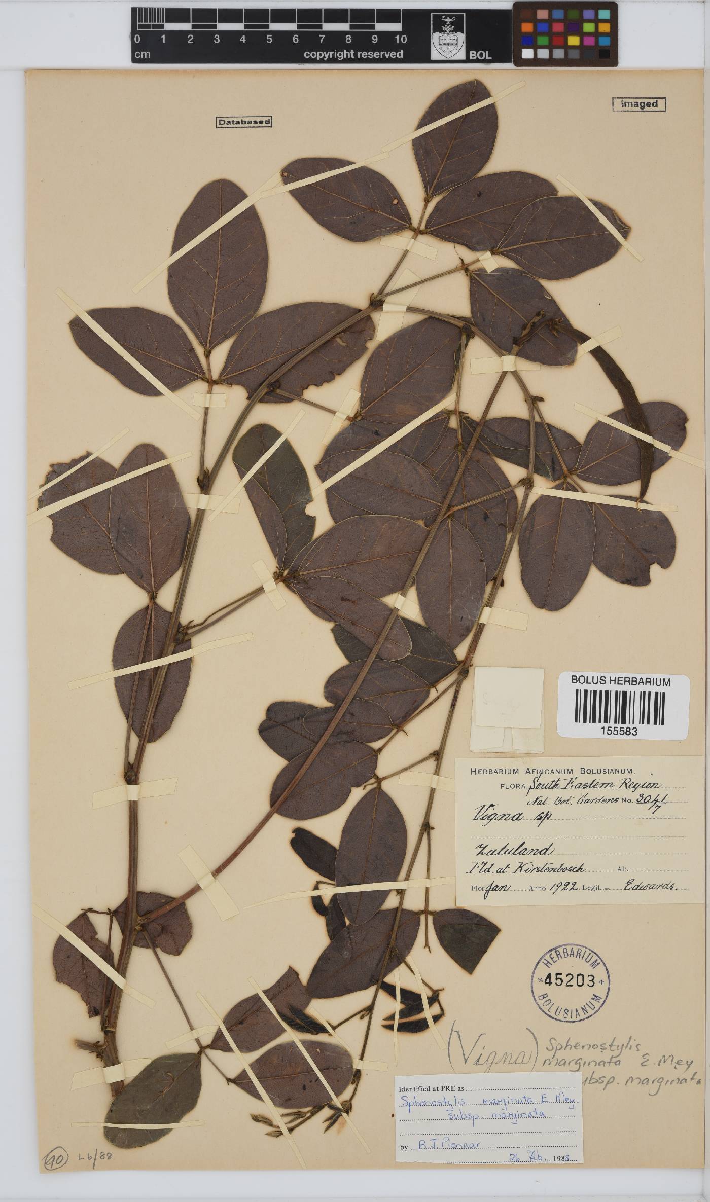Sphenostylis marginata image