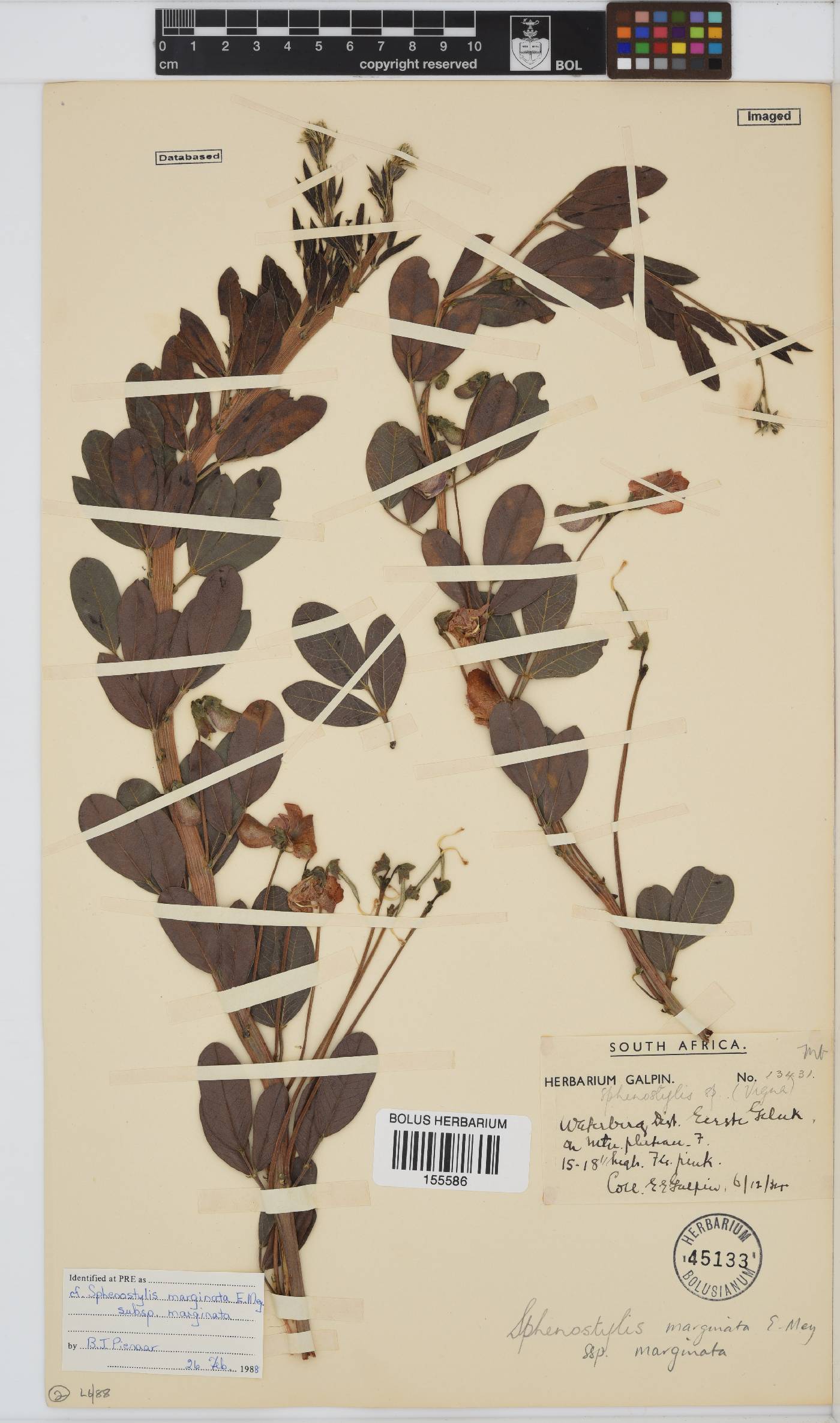 Sphenostylis image