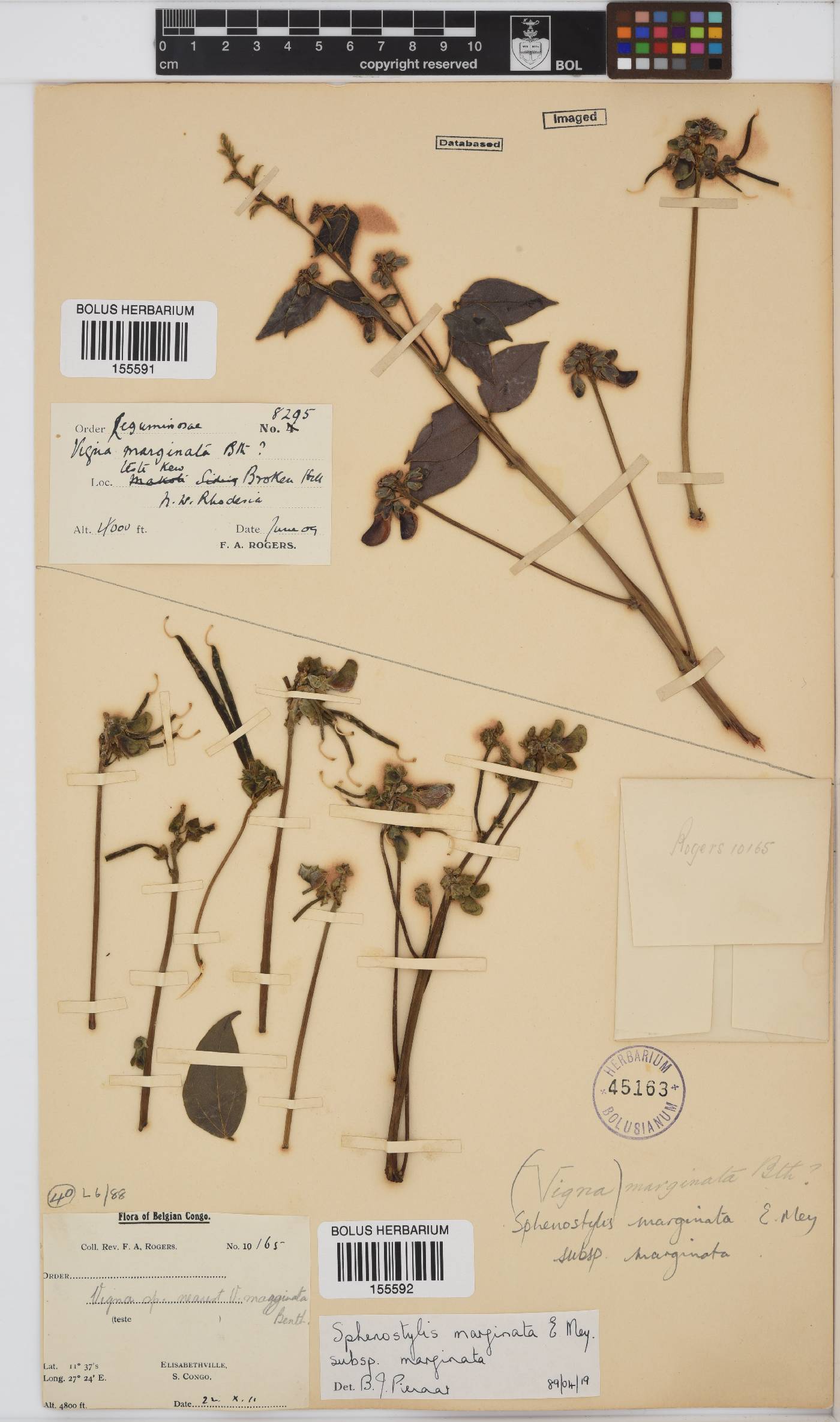 Sphenostylis image