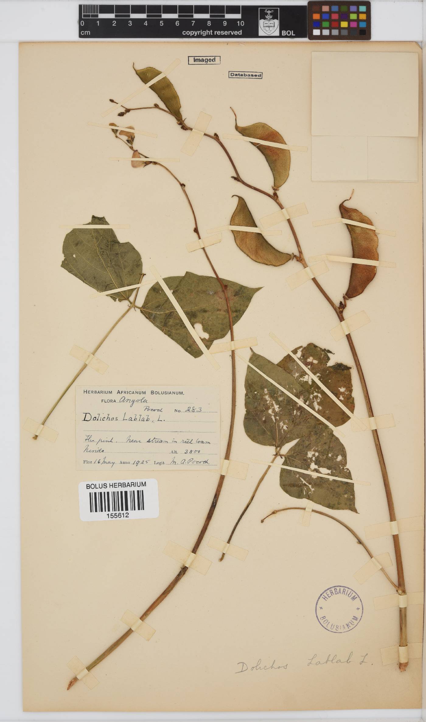 Lablab purpureus image