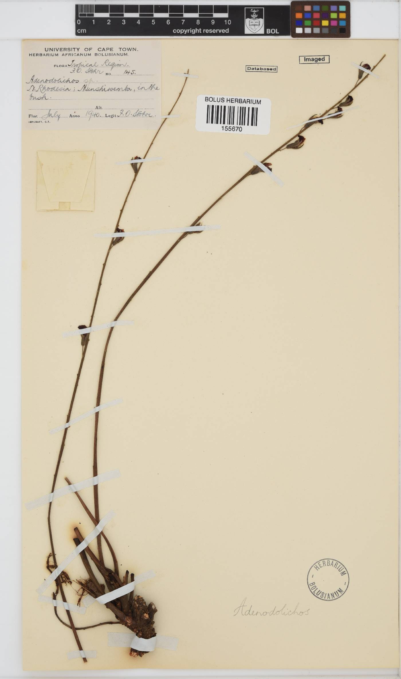 Adenodolichos rhomboideus image