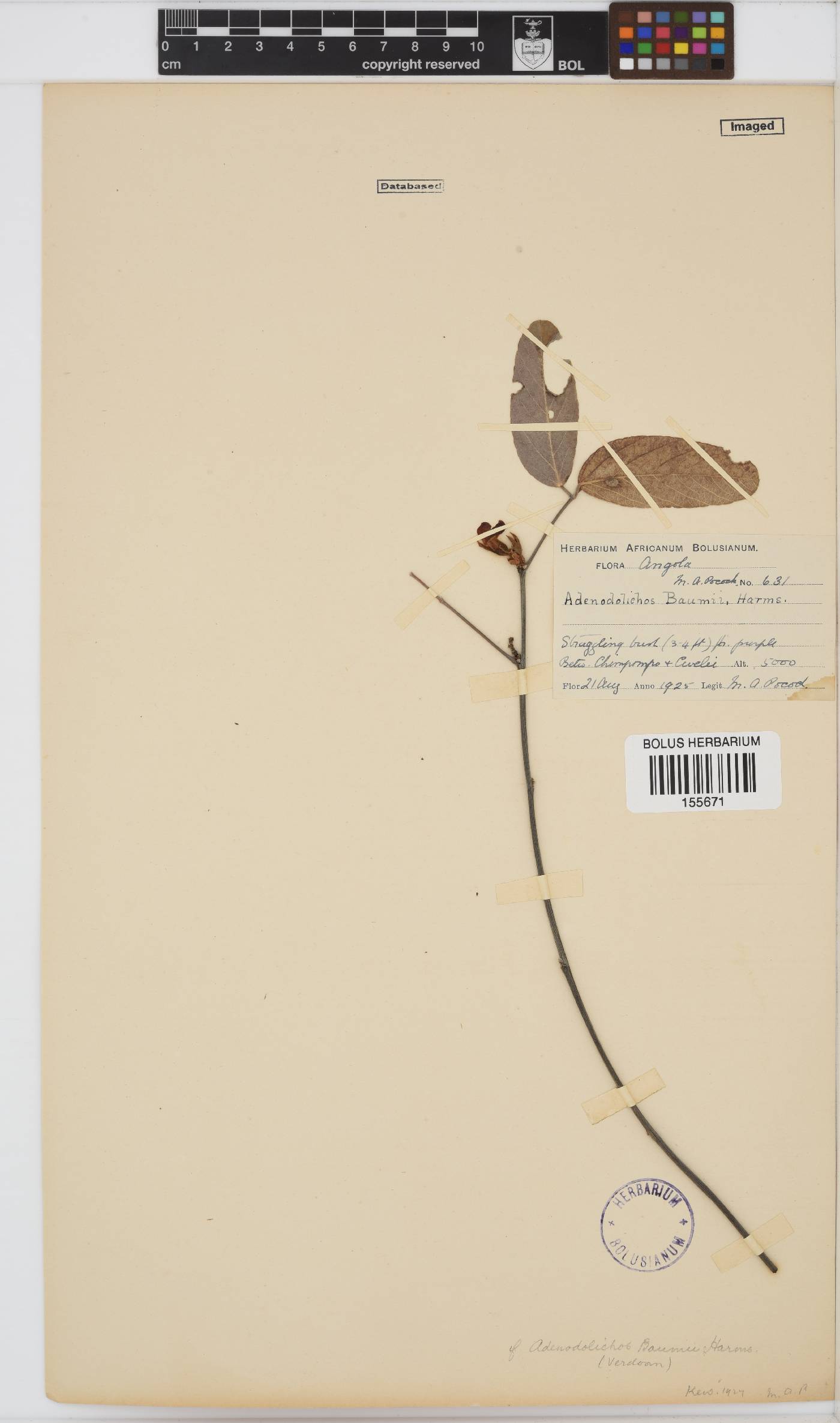 Adenodolichos rhomboideus image