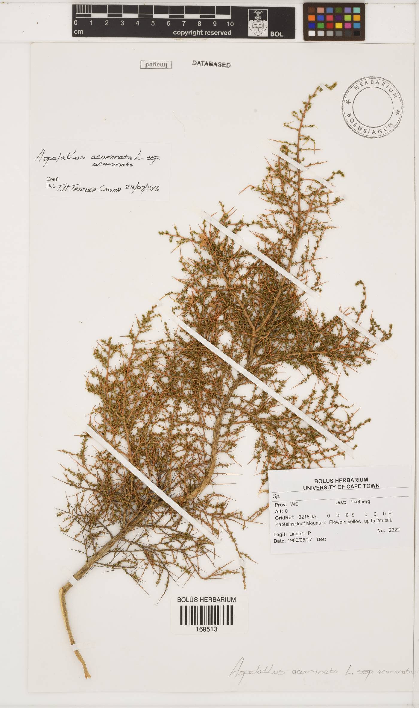 Aspalathus acuminata subsp. acuminata image