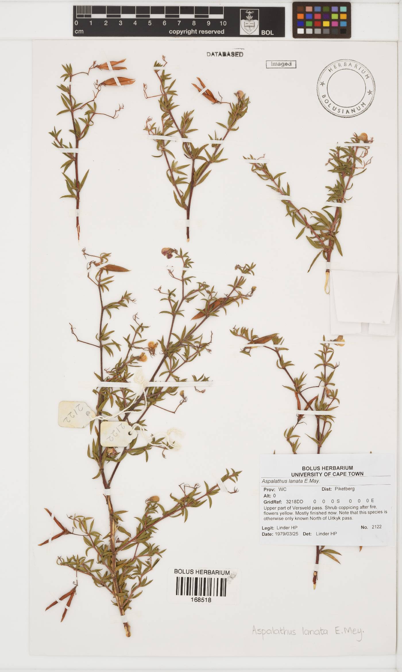 Aspalathus lanata image