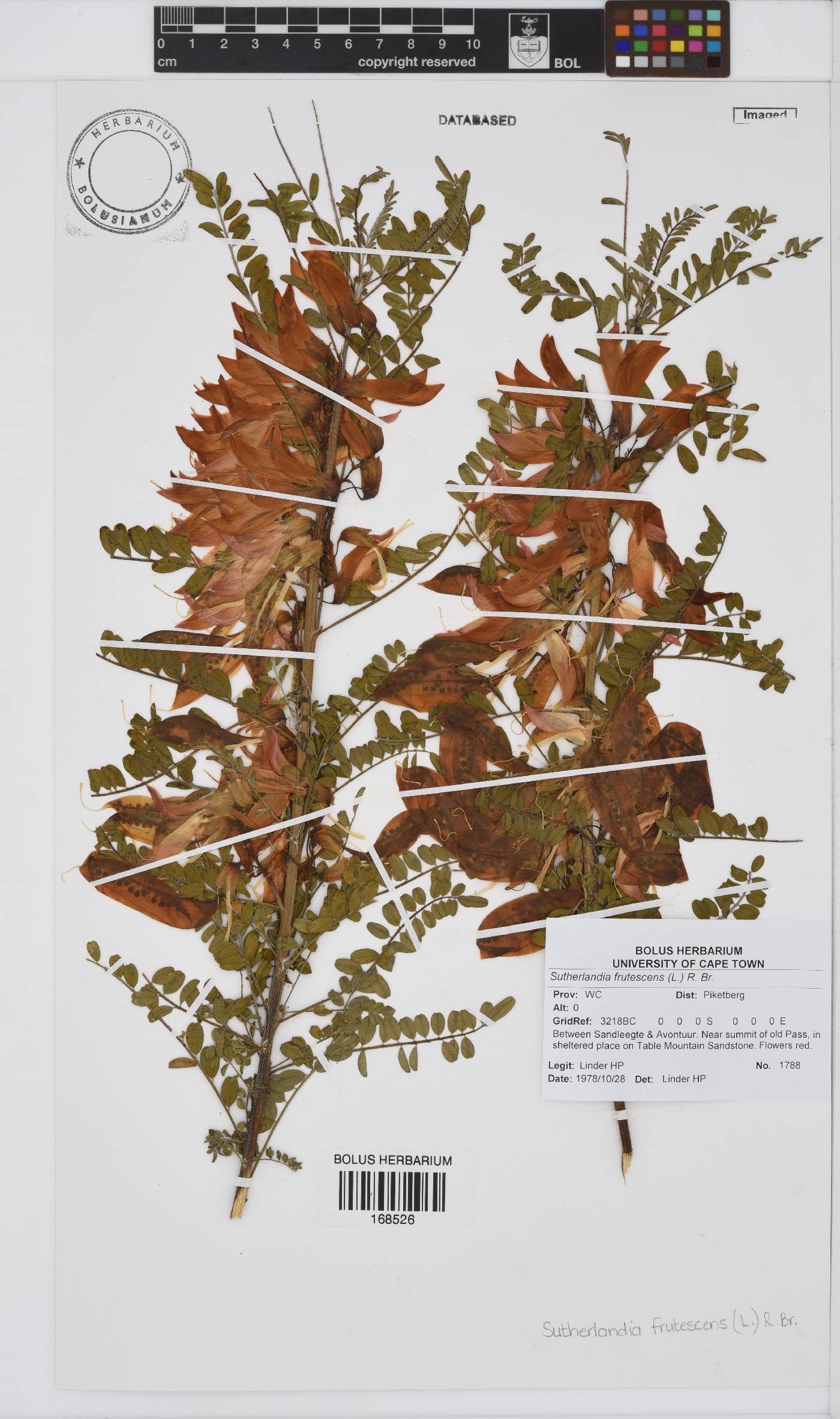 Lessertia frutescens subsp. frutescens image