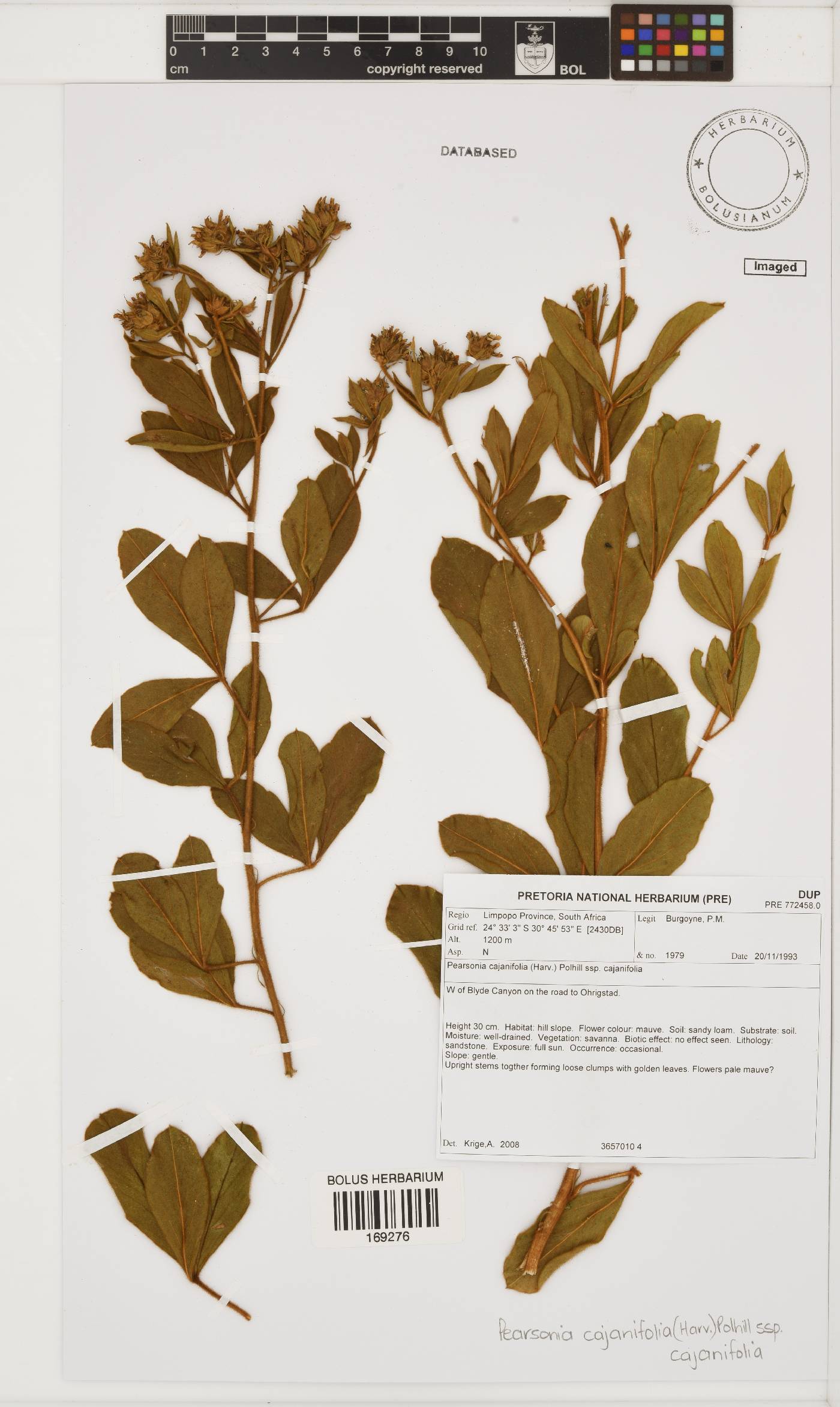 Pearsonia cajanifolia subsp. cajanifolia image