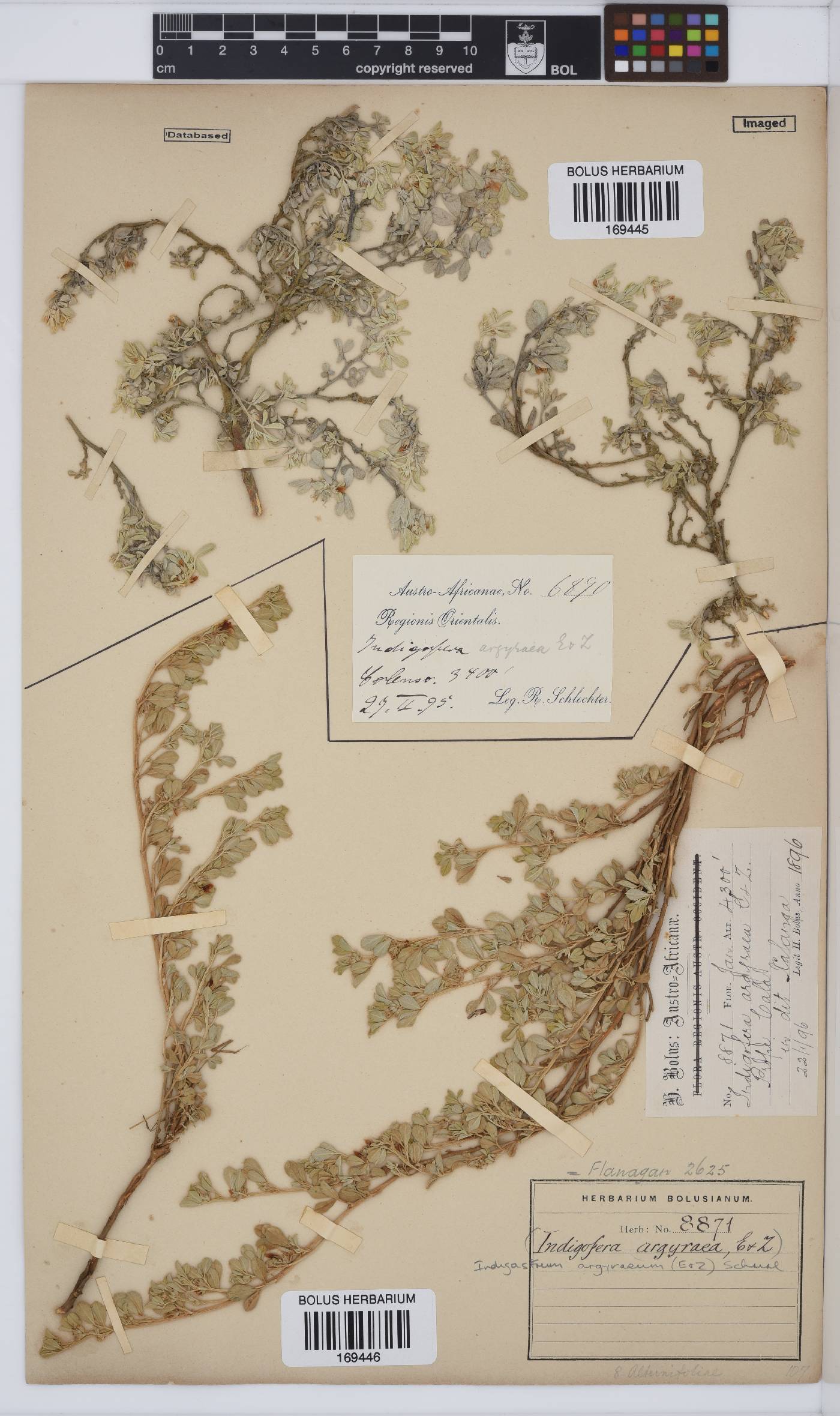Indigastrum niveum image