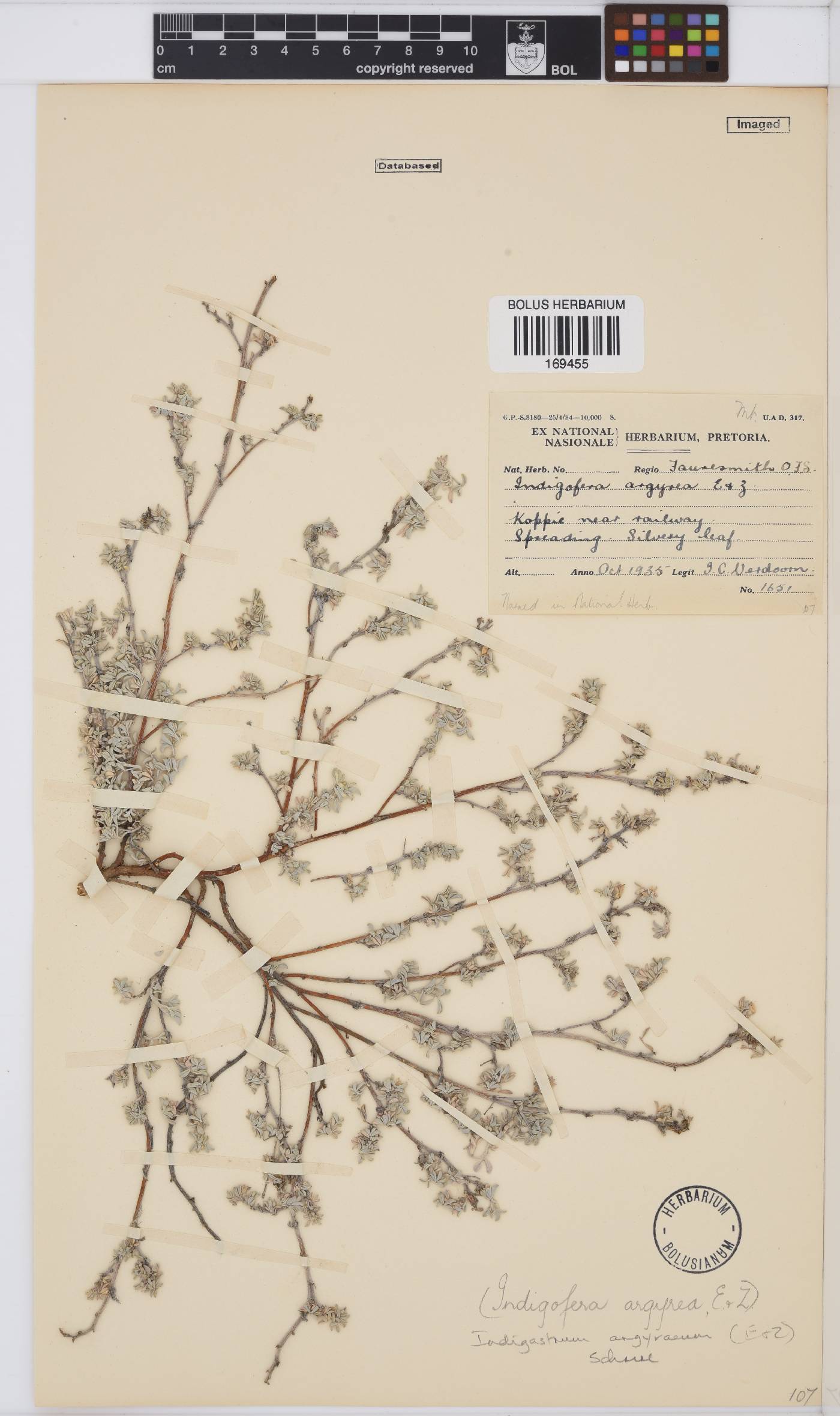 Indigastrum niveum image