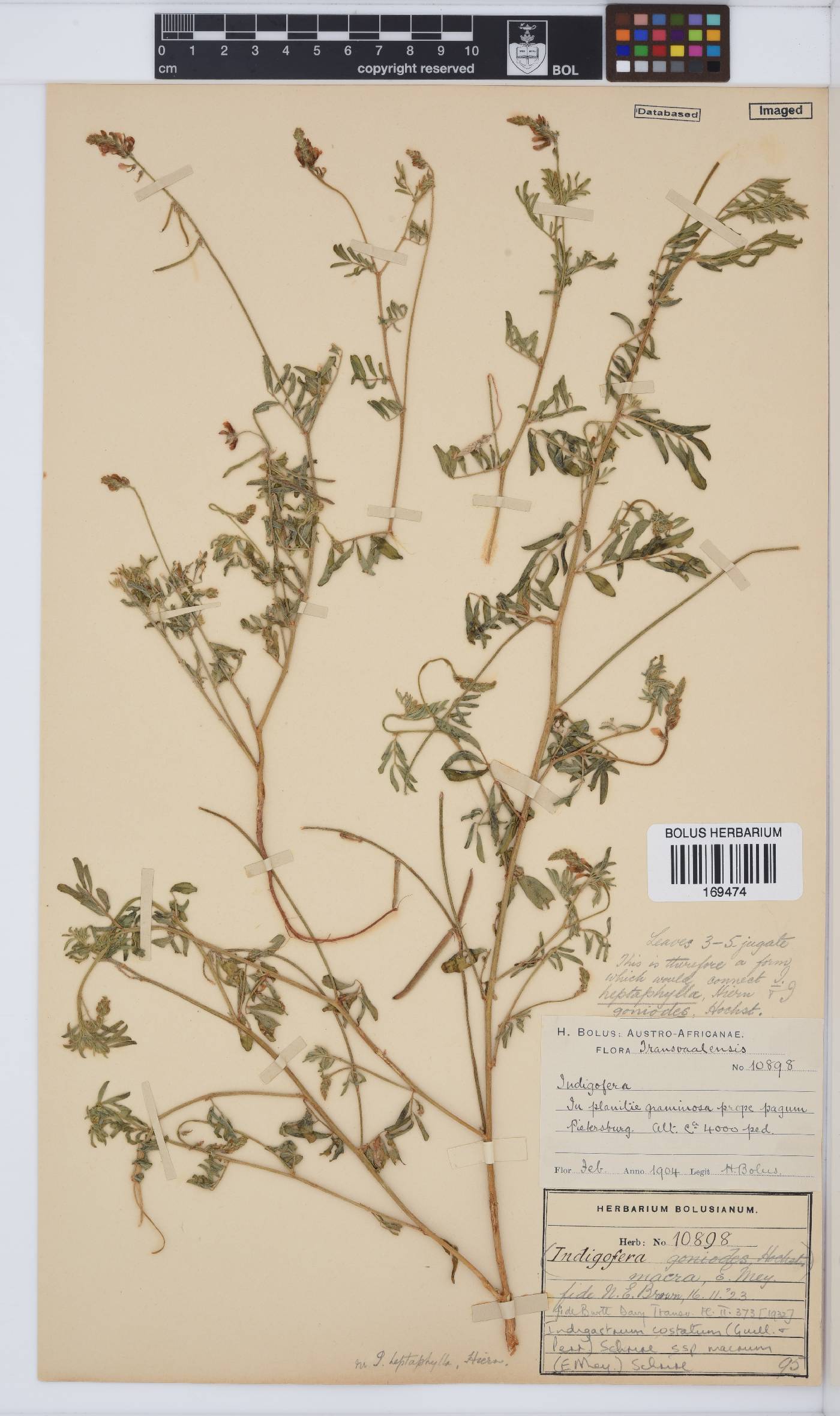 Indigastrum costatum subsp. macrum image