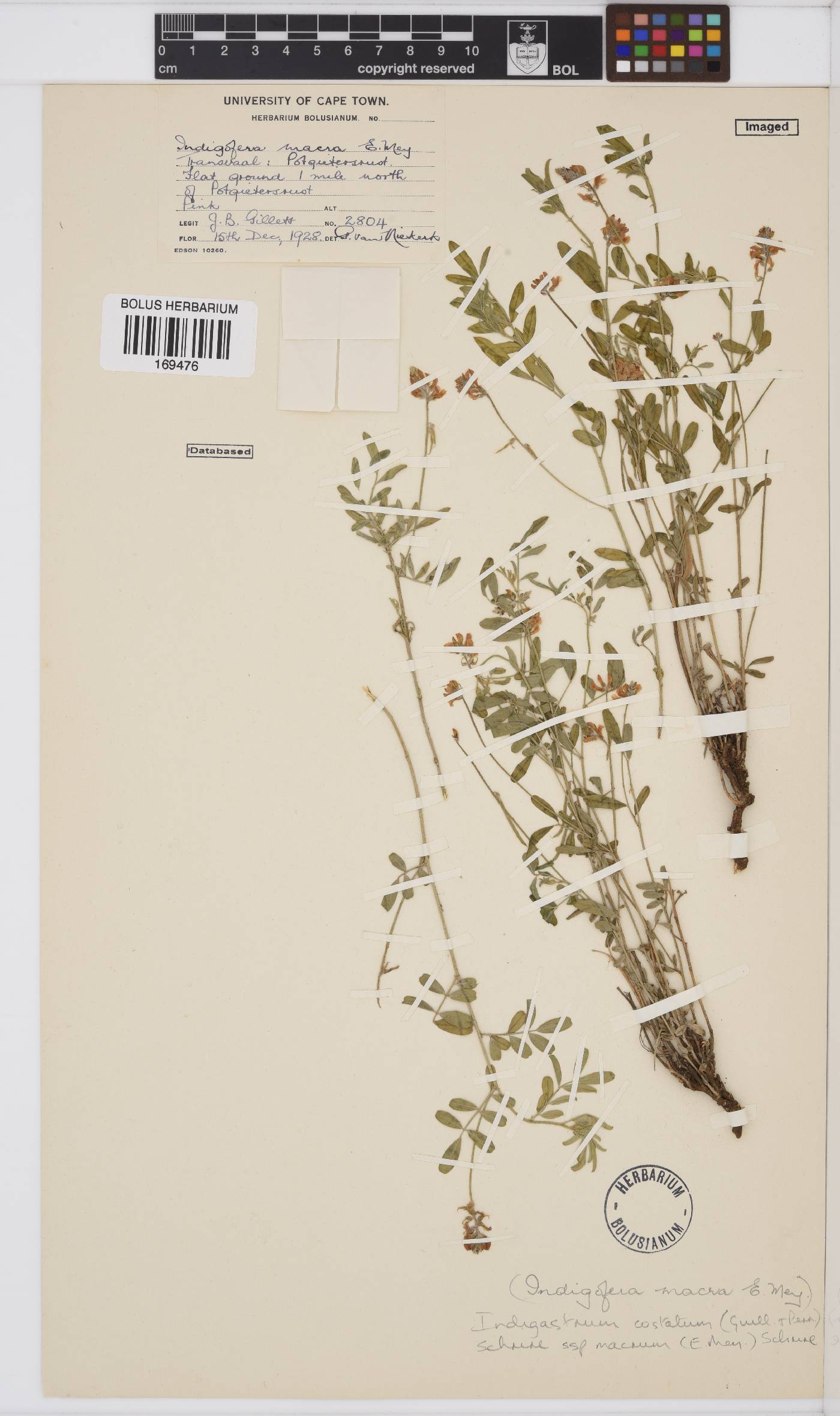 Indigastrum costatum subsp. macrum image