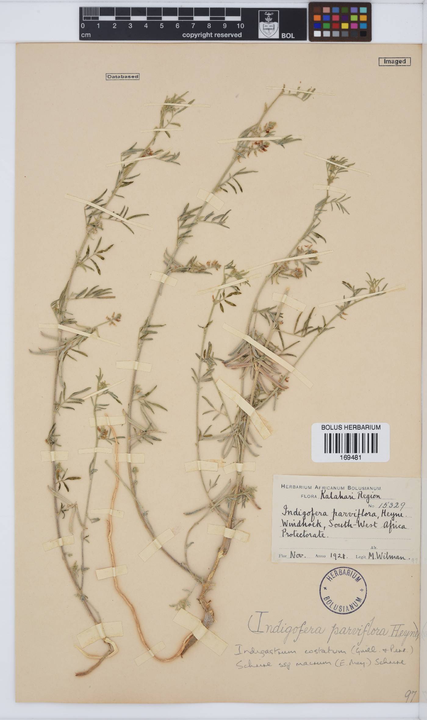 Indigastrum costatum subsp. macrum image