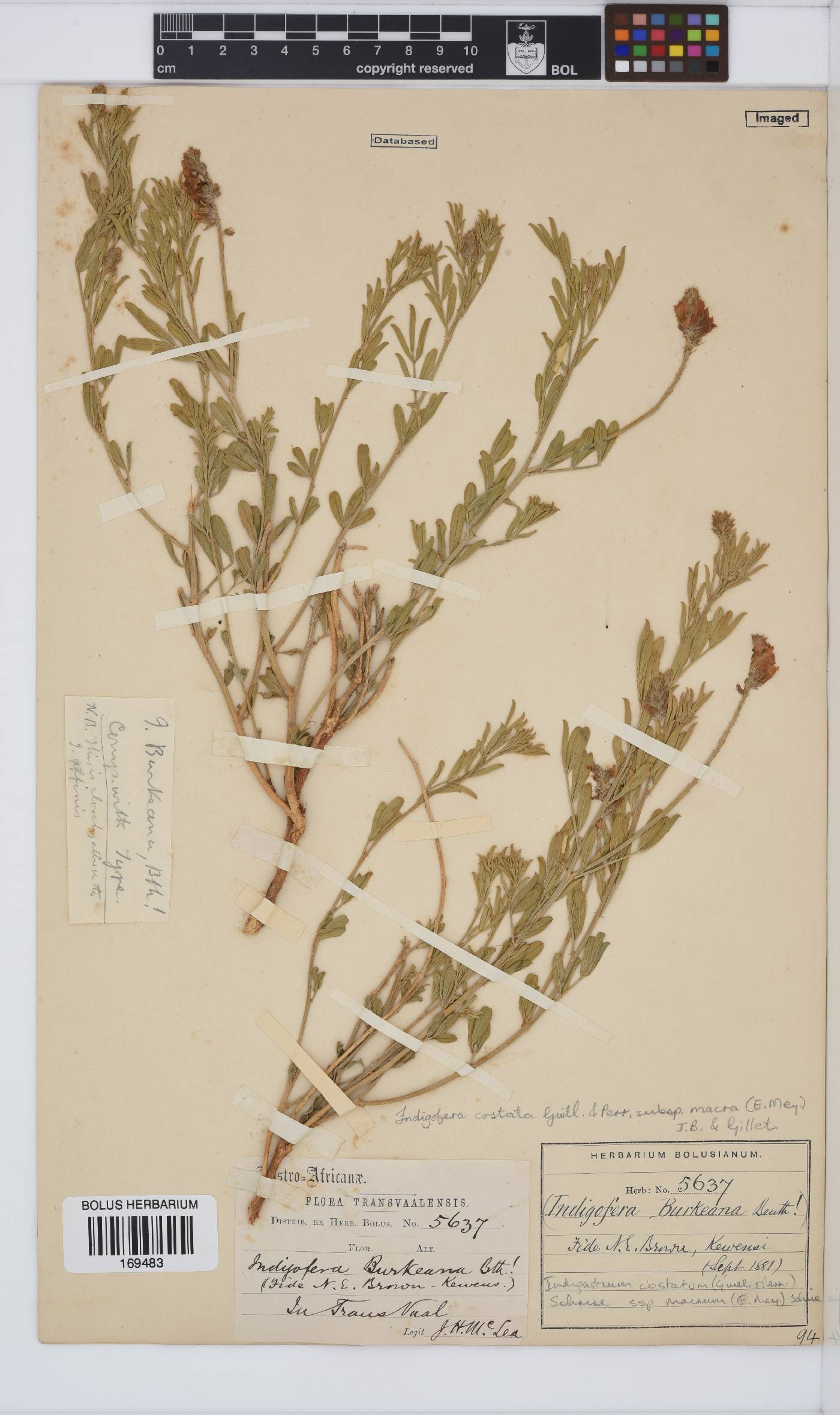 Indigastrum costatum subsp. macrum image