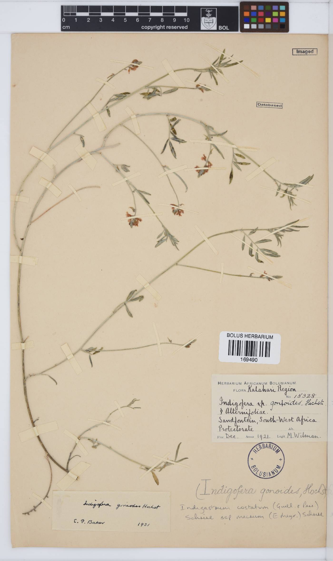 Indigastrum costatum subsp. macrum image