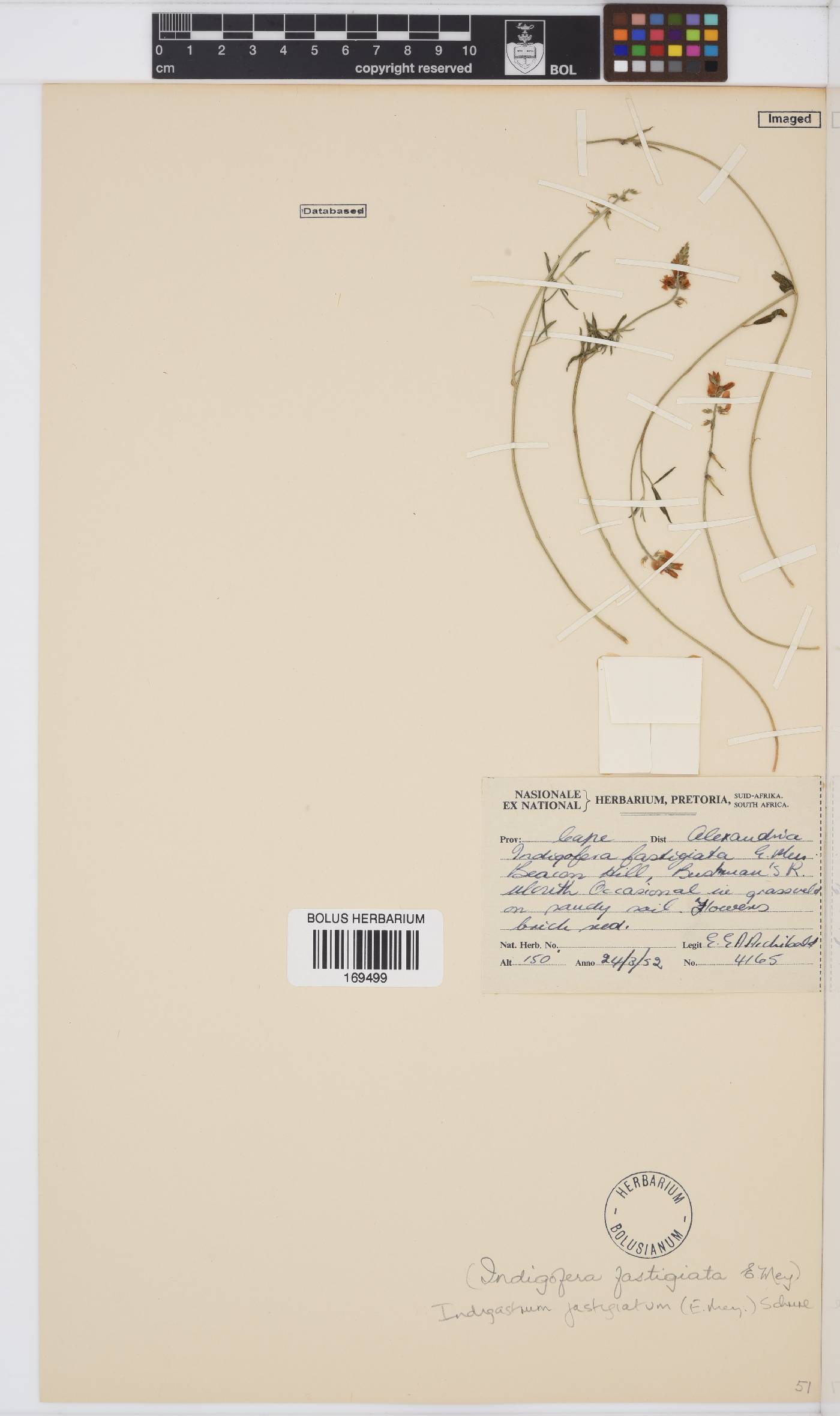 Indigastrum fastigiatum image