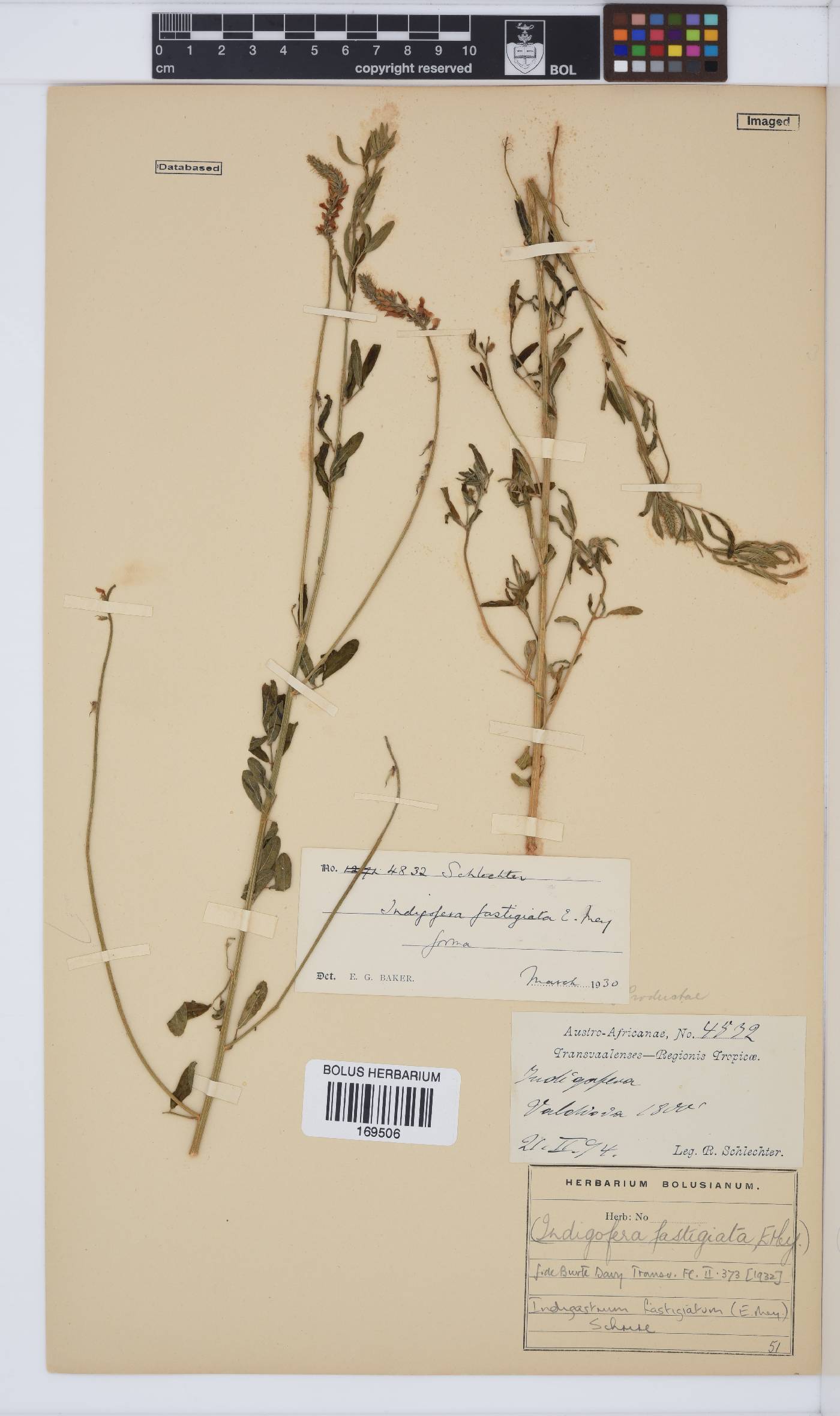 Indigastrum fastigiatum image