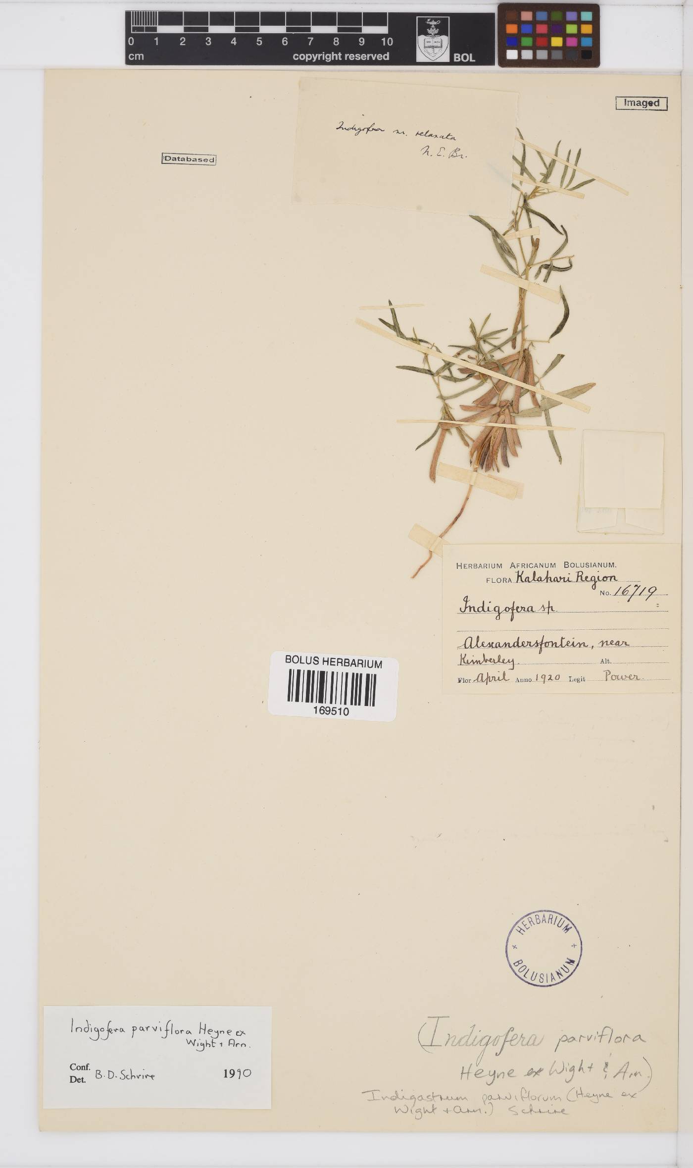 Indigastrum parviflorum image