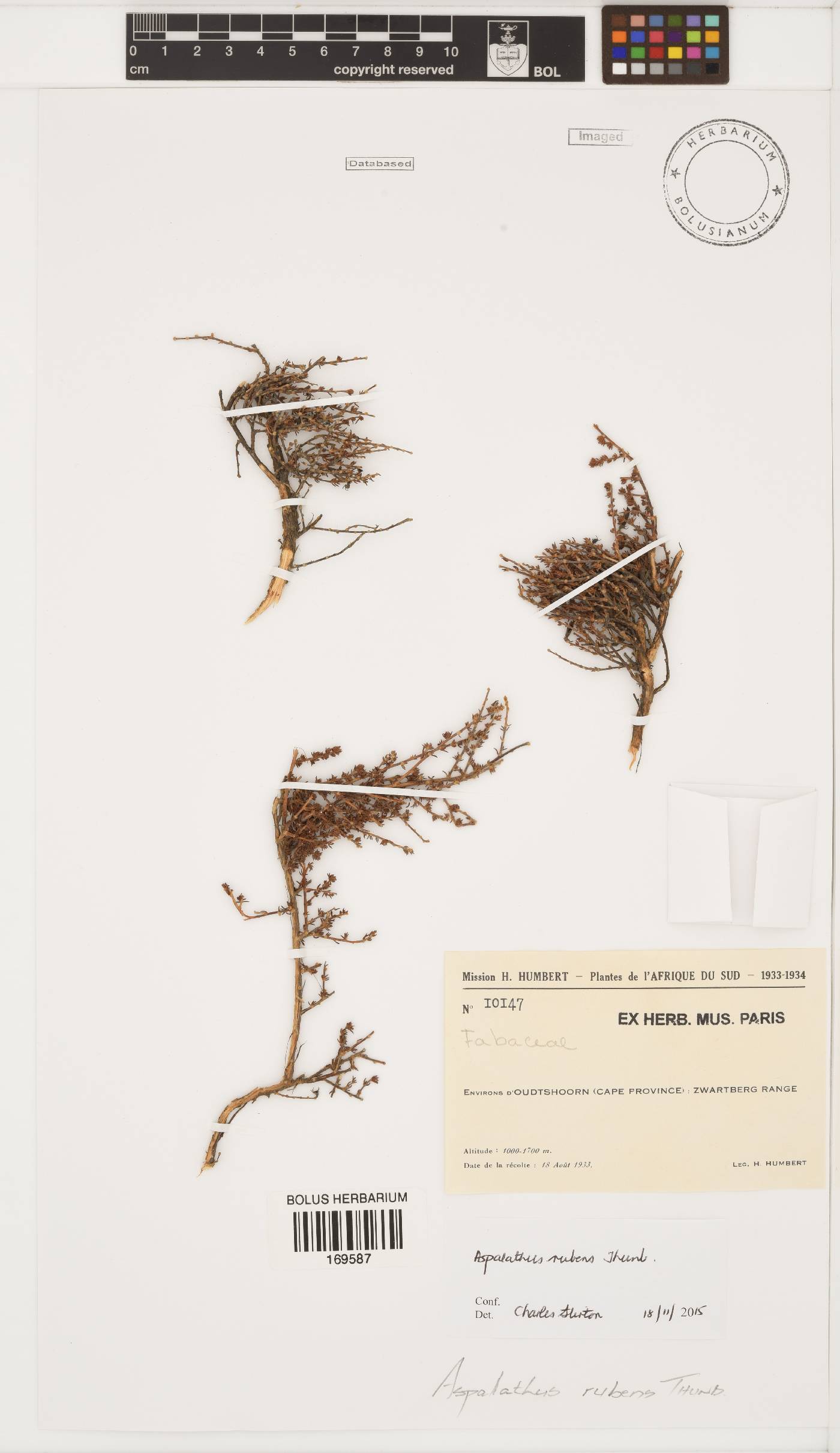 Aspalathus rubens image