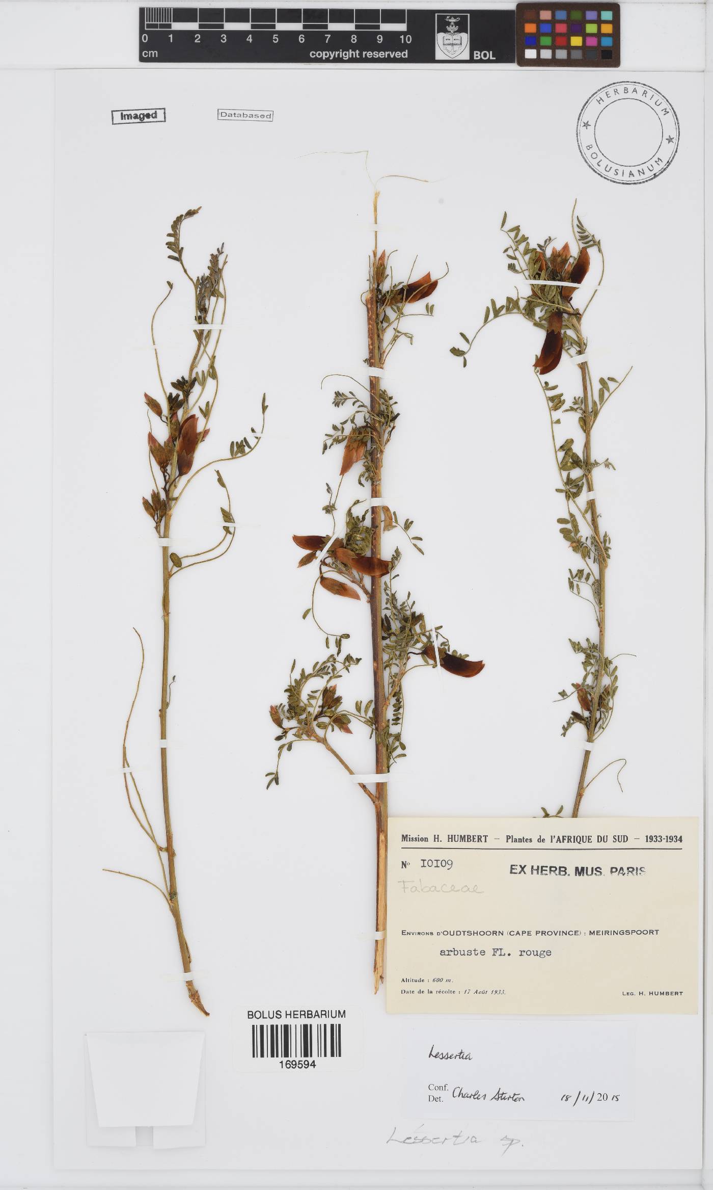 Lessertia image