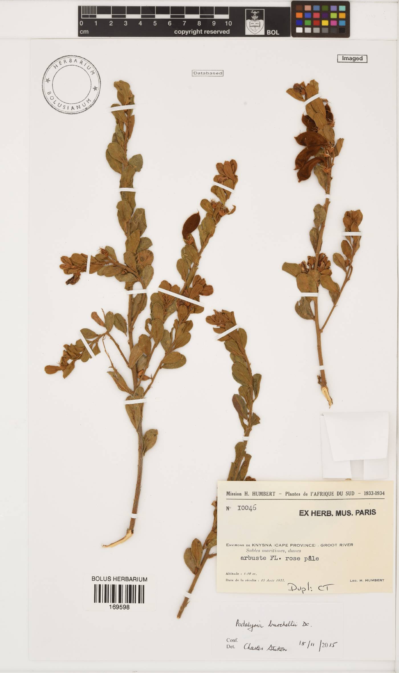Podalyria burchellii image