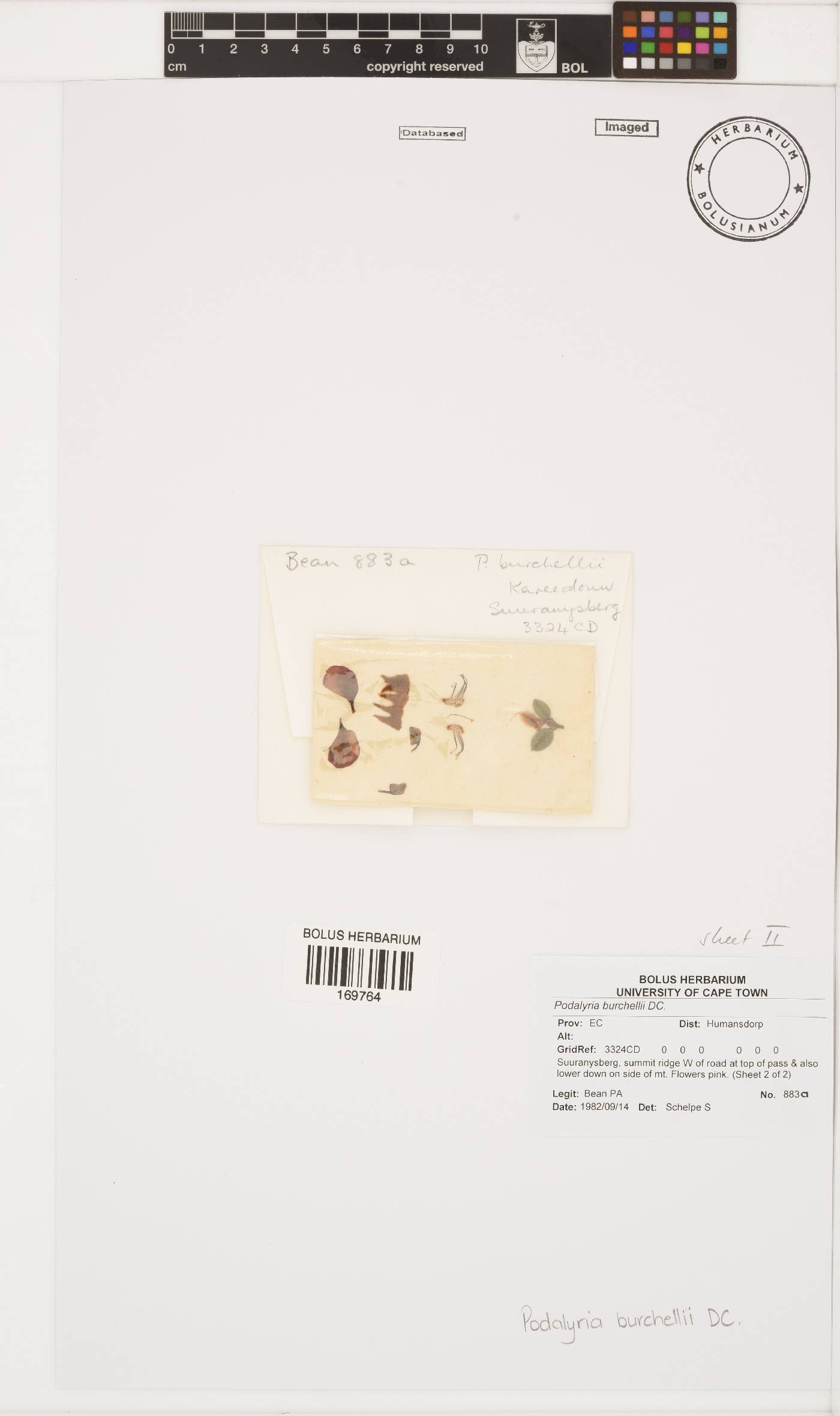 Podalyria burchellii image