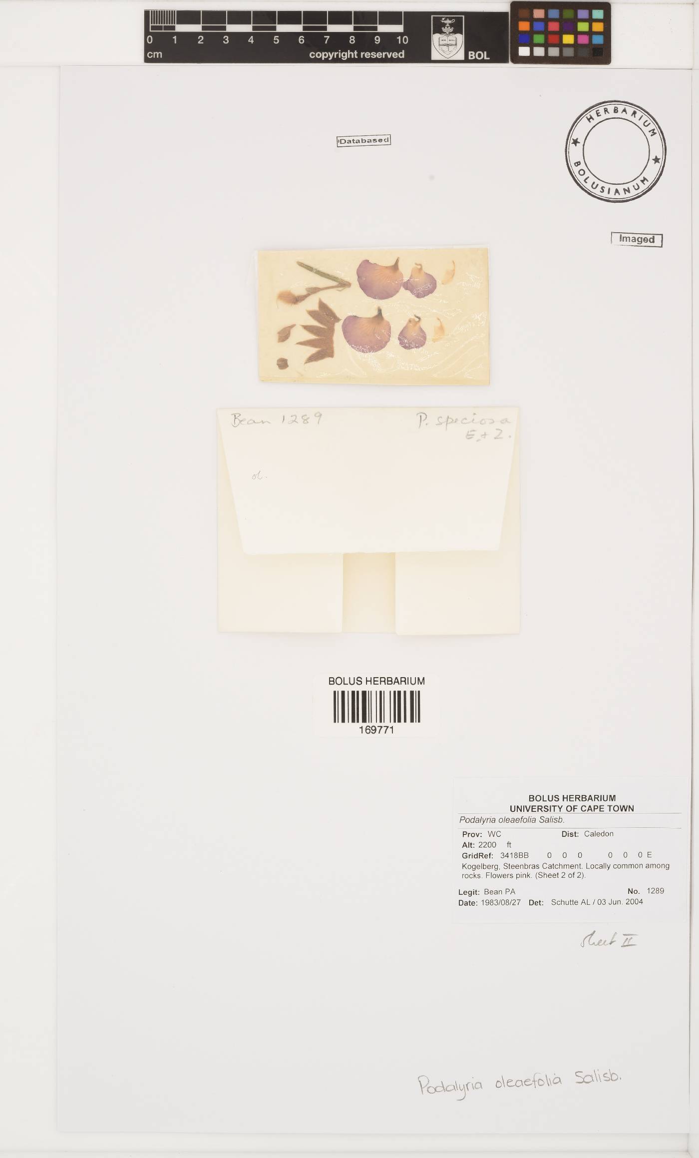 Podalyria oleaefolia image