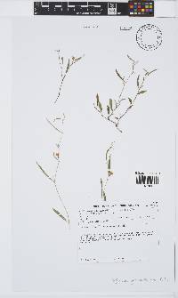 Image of Tephrosia gracilenta