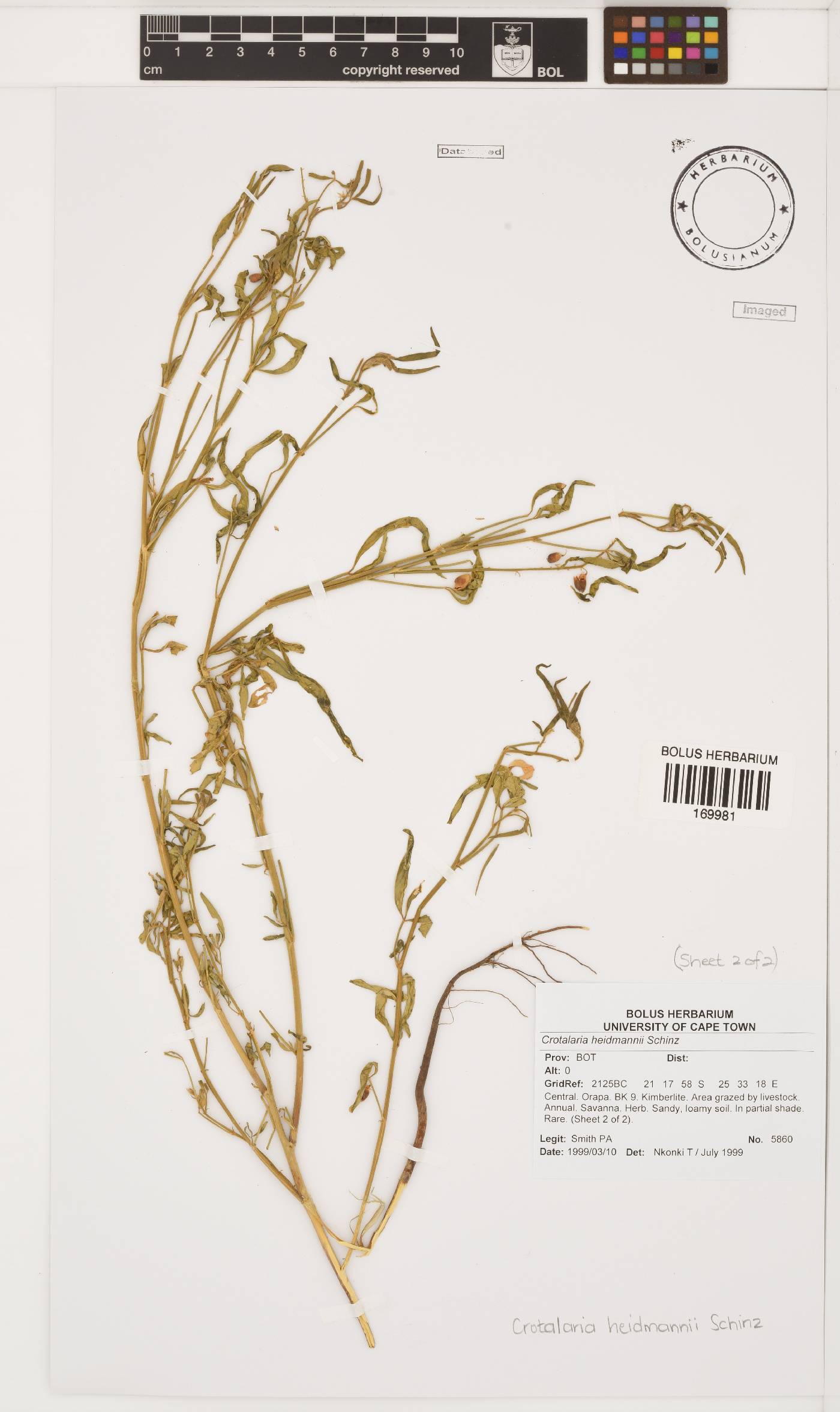 Crotalaria heidmannii image