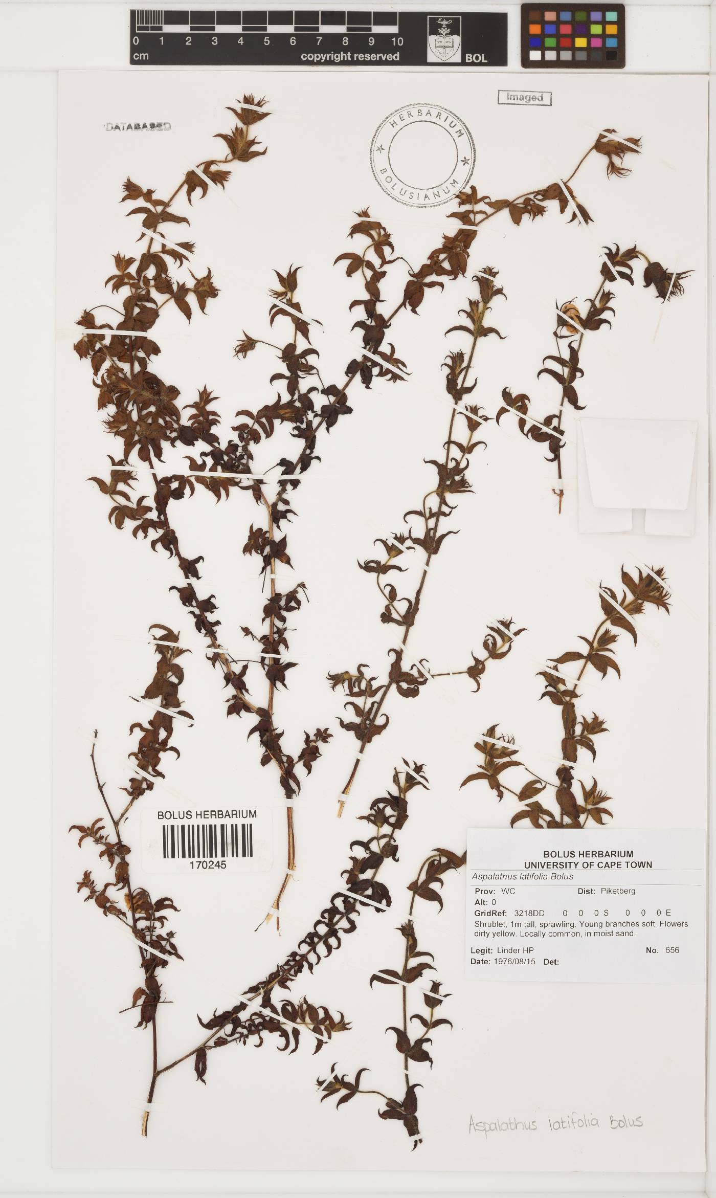 Aspalathus latifolia image