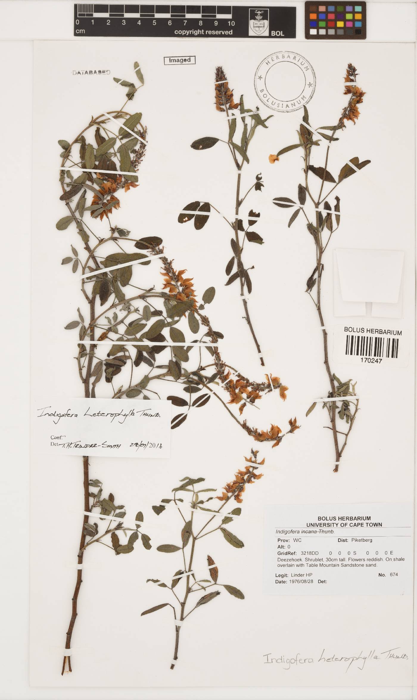 Indigofera amoena image