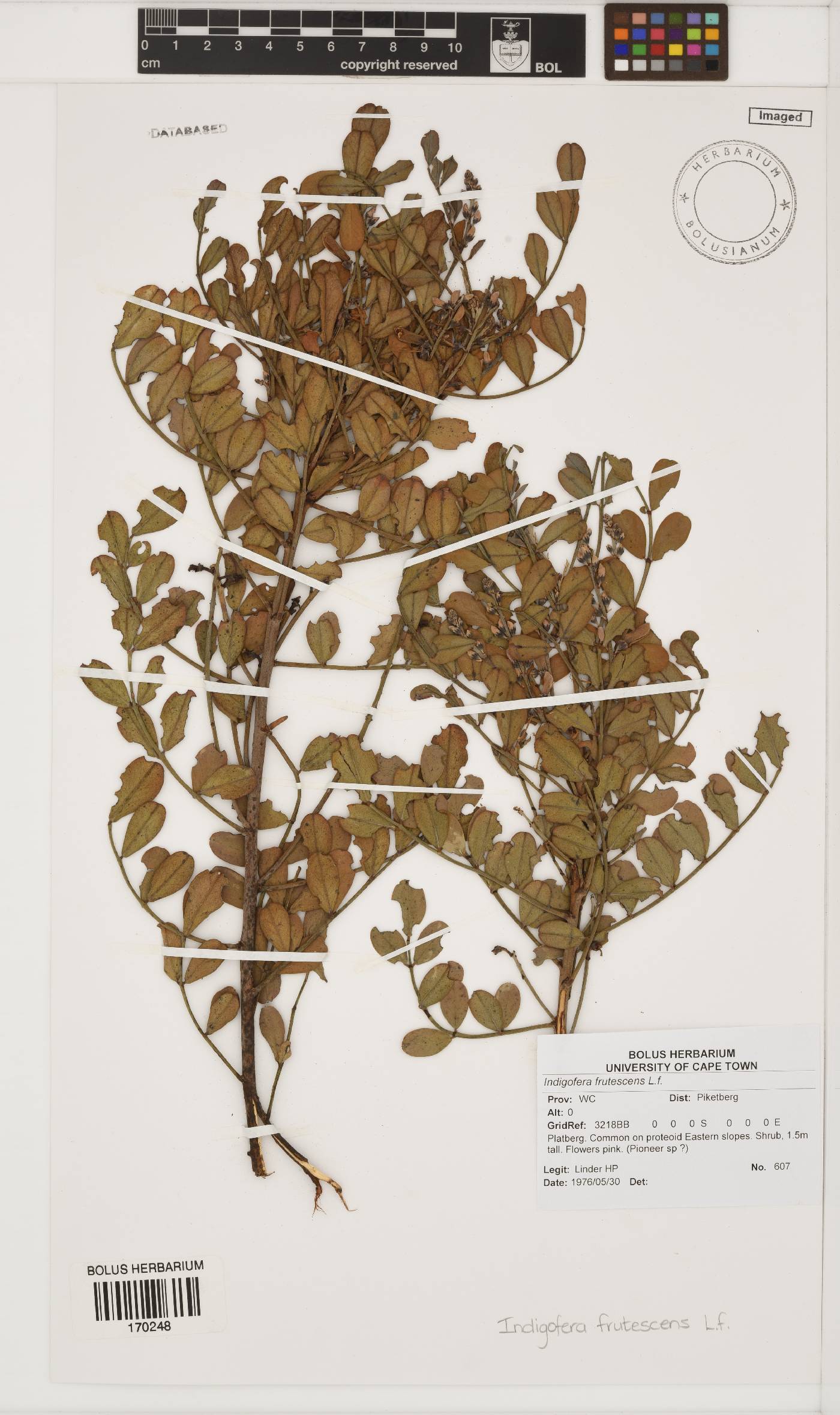 Indigofera frutescens image
