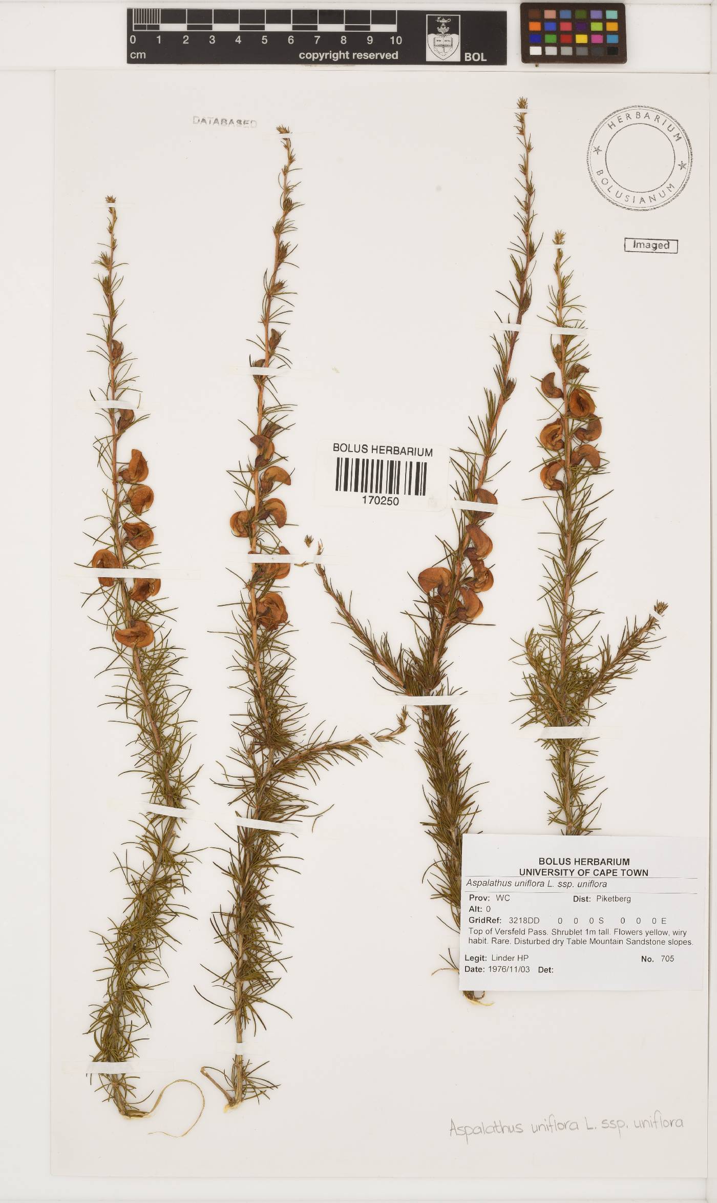 Aspalathus uniflora image