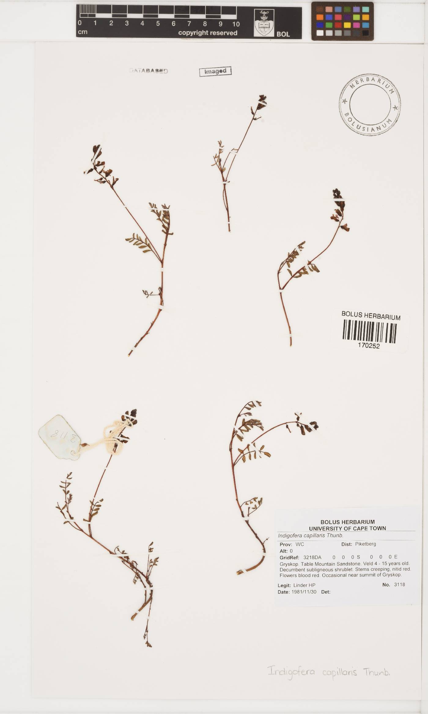 Indigofera capillaris image