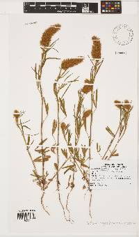 Trifolium angustifolium var. angustifolium image