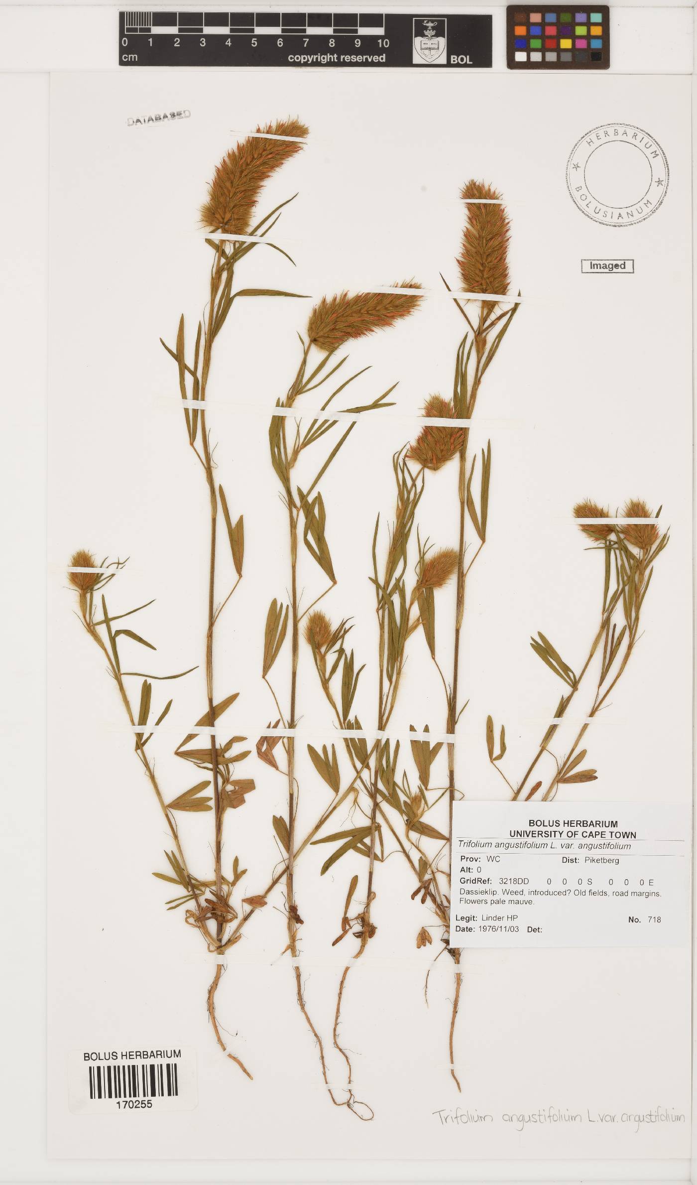 Trifolium angustifolium image