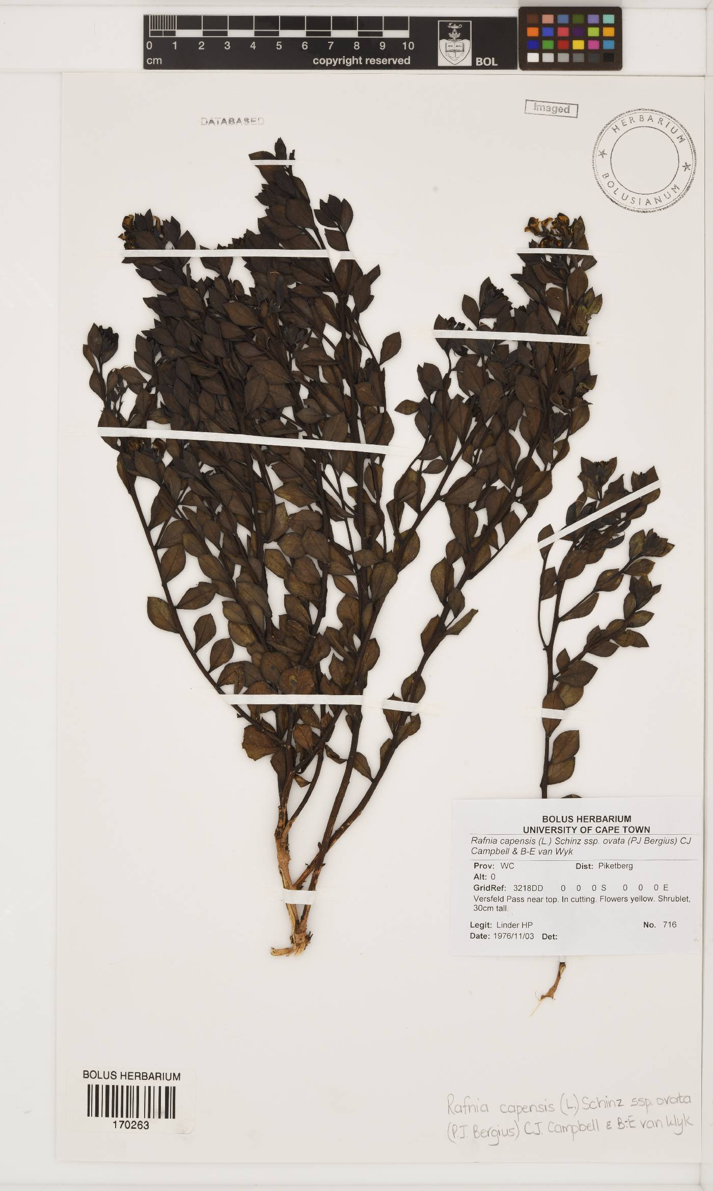 Rafnia capensis subsp. ovata image