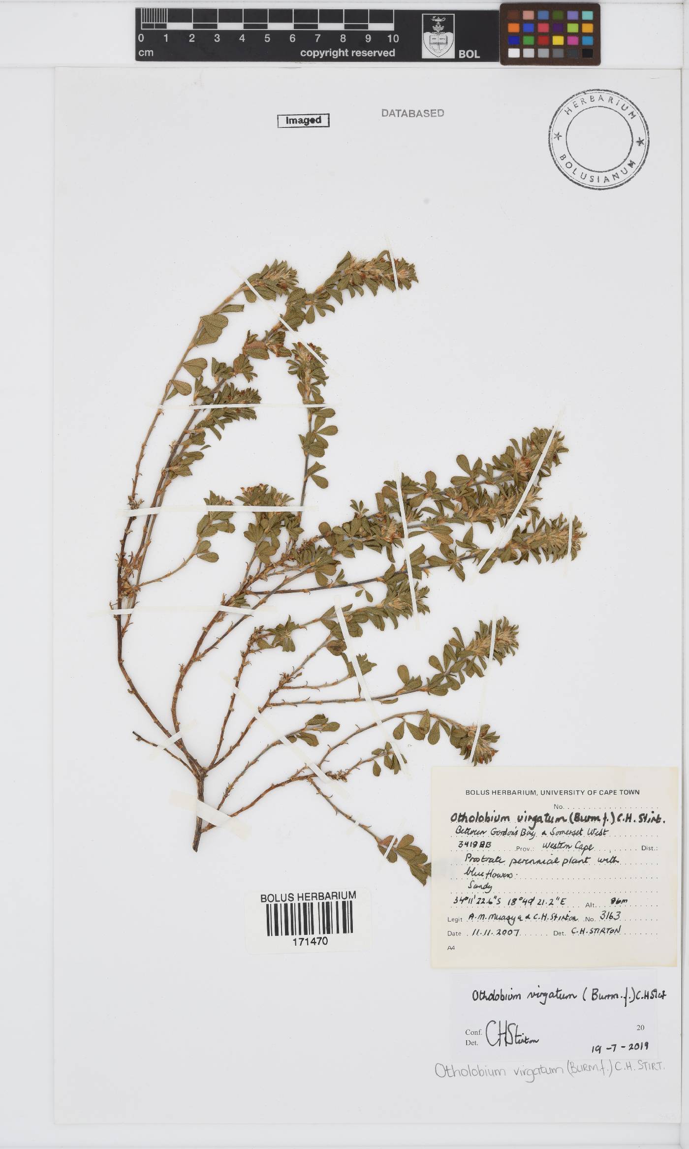 Otholobium virgatum image